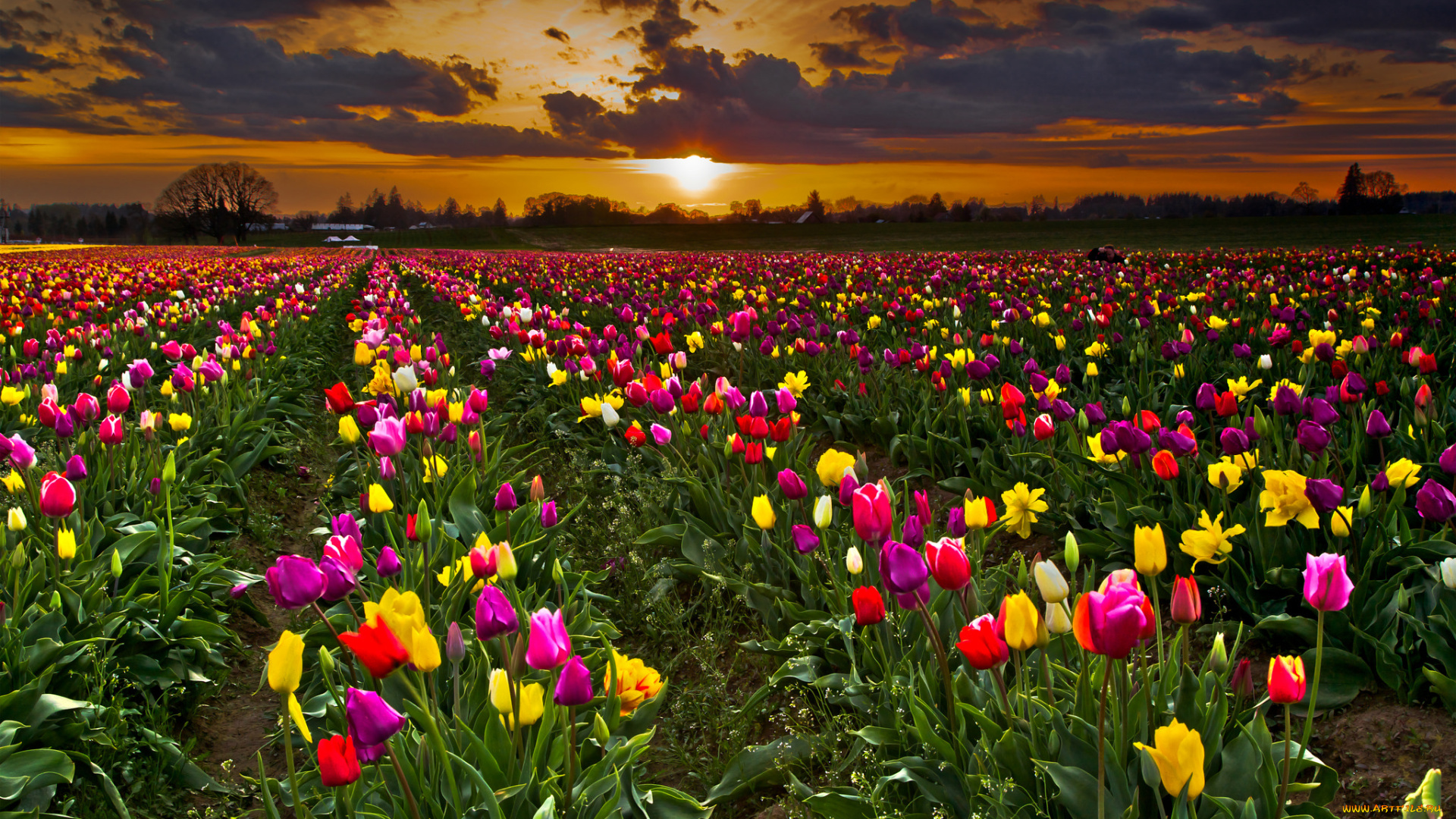 природа, поля, поле, тюльпаны