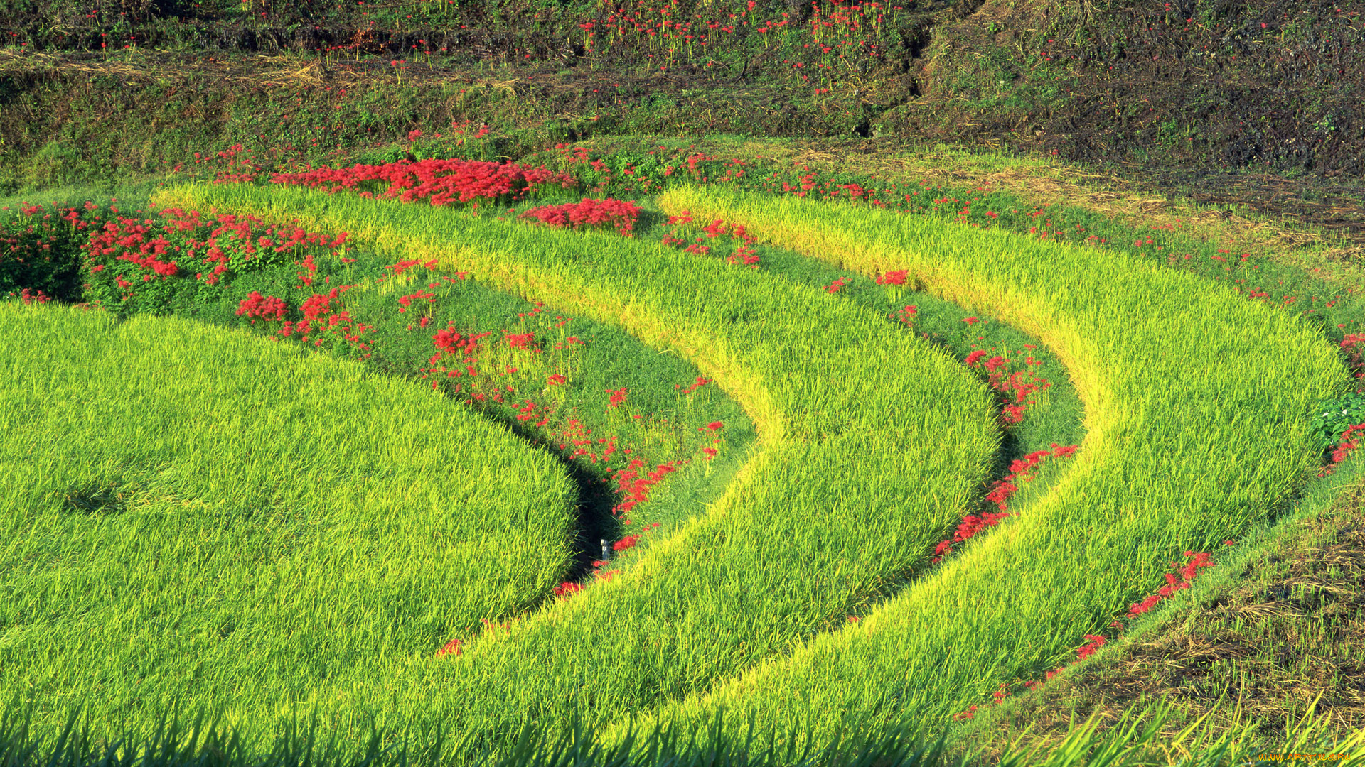 природа, поля, трава, луг, круги, кольца, цветы