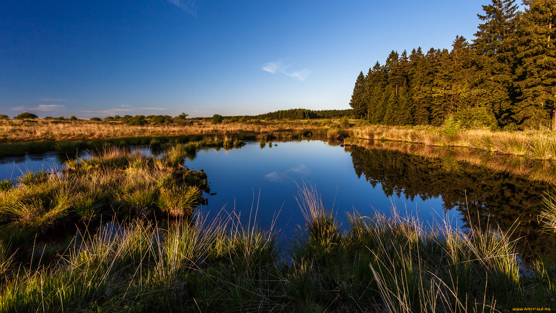 природа, реки, озера, лес, река