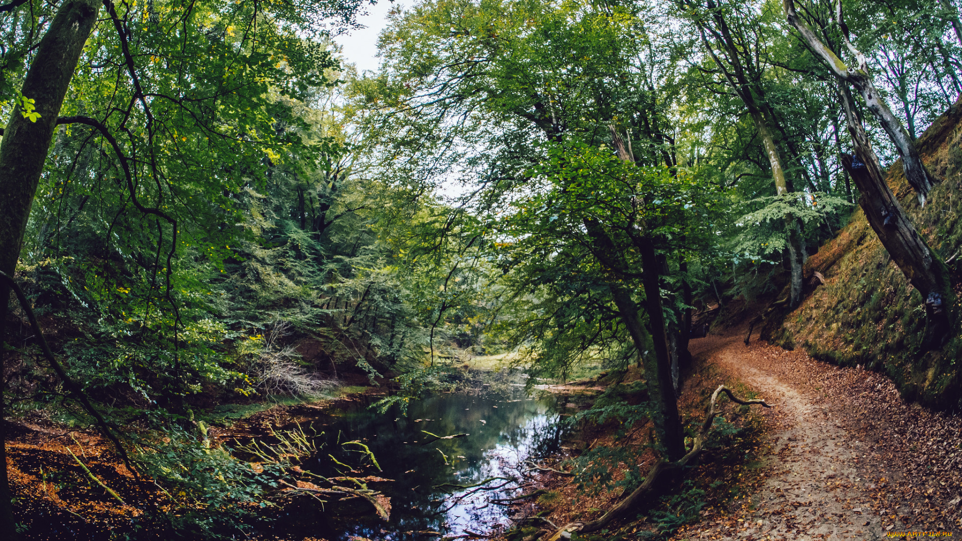 природа, реки, озера, лес, ручей