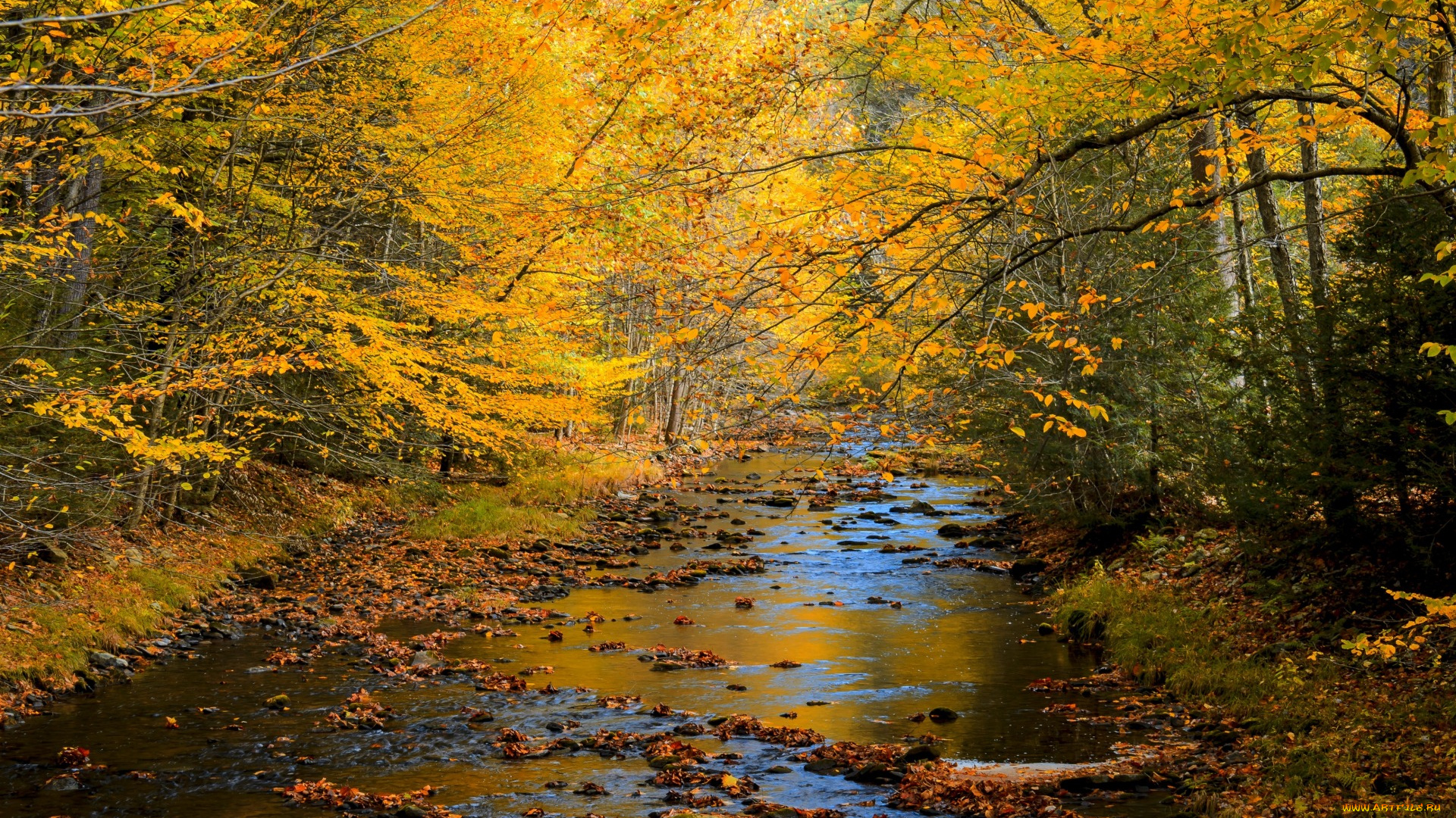 природа, реки, озера, пейзаж, лес, деревья, осен, nature, river, landscape, forest, trees, autumn, scenery, view