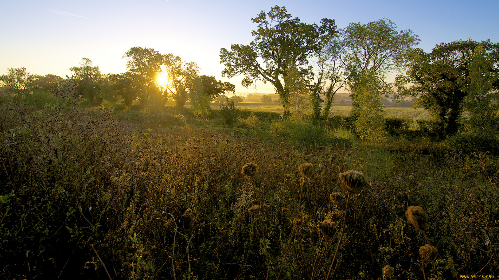 природа, восходы, закаты, деревья, поля, рассвет