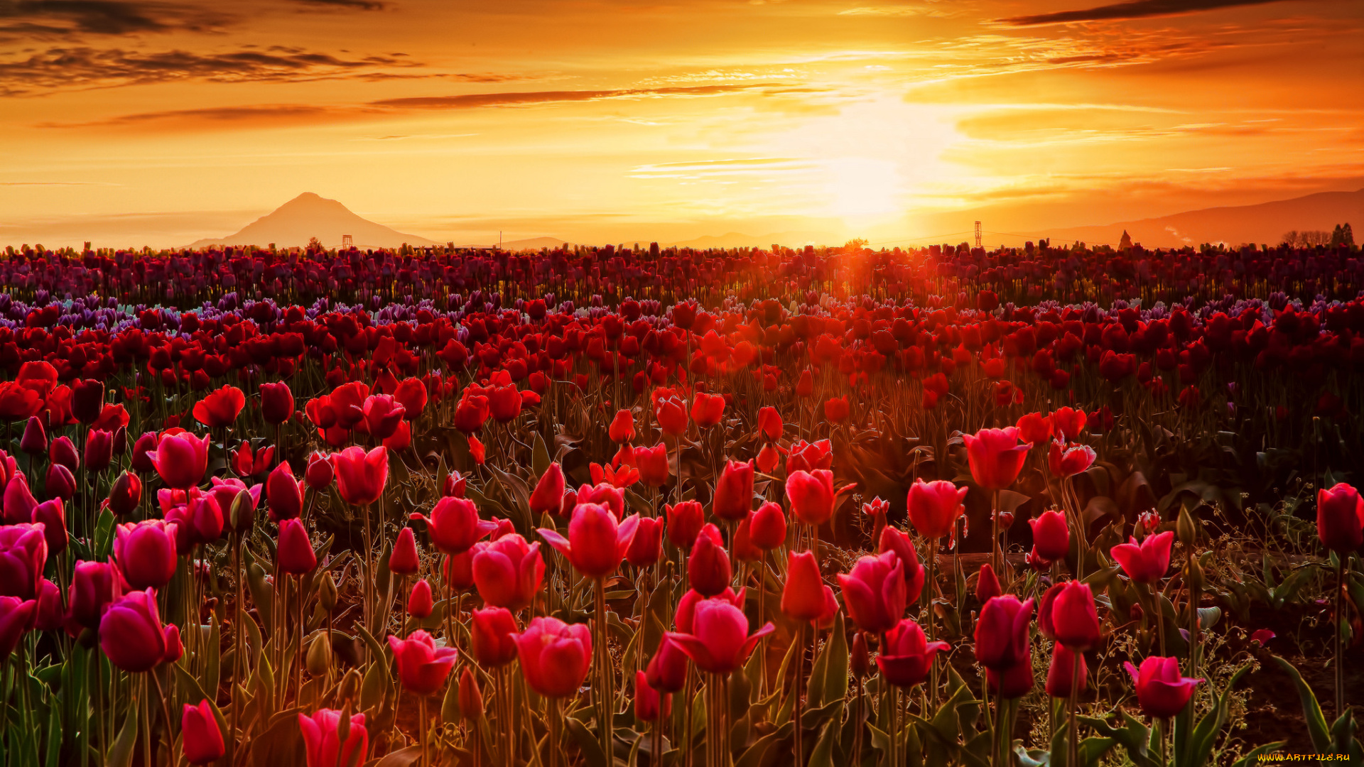 природа, восходы, закаты, поле, тюльпаны, заря