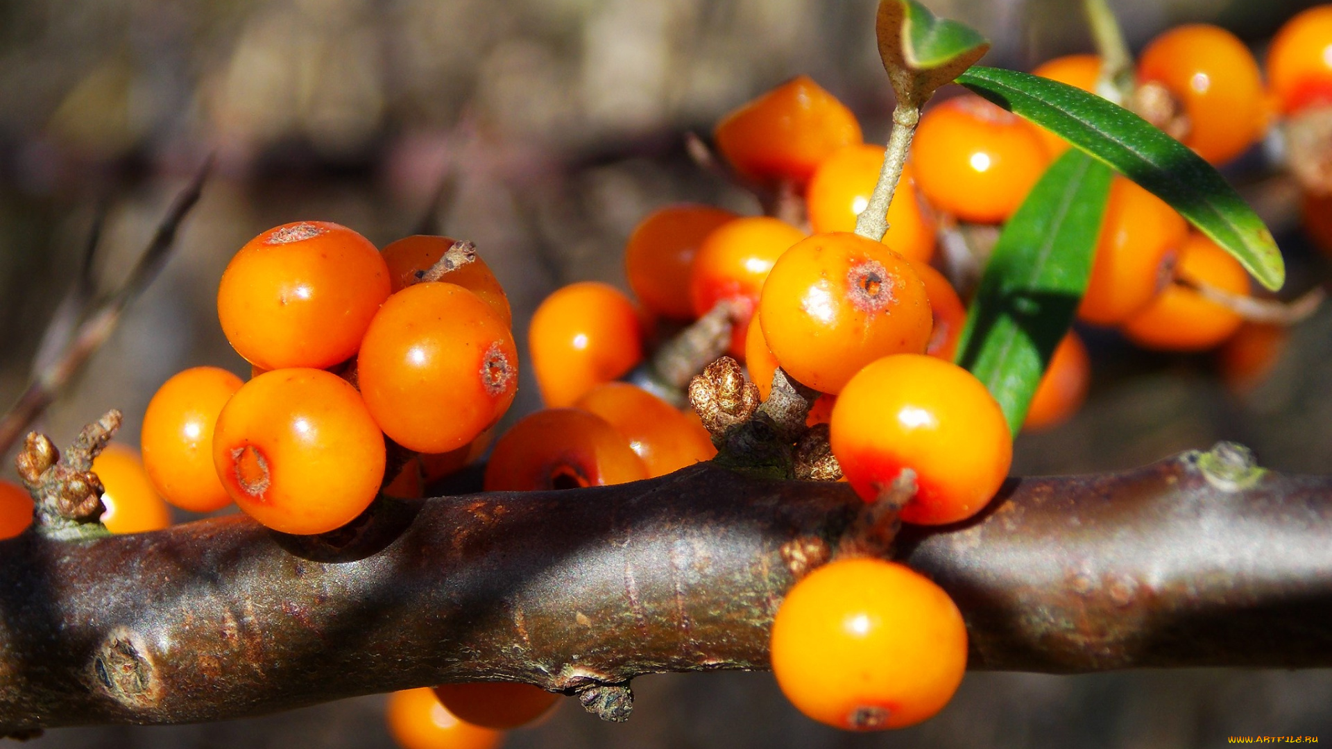 природа, Ягоды, листья, оранжевые, облепиха, ягоды, ветка