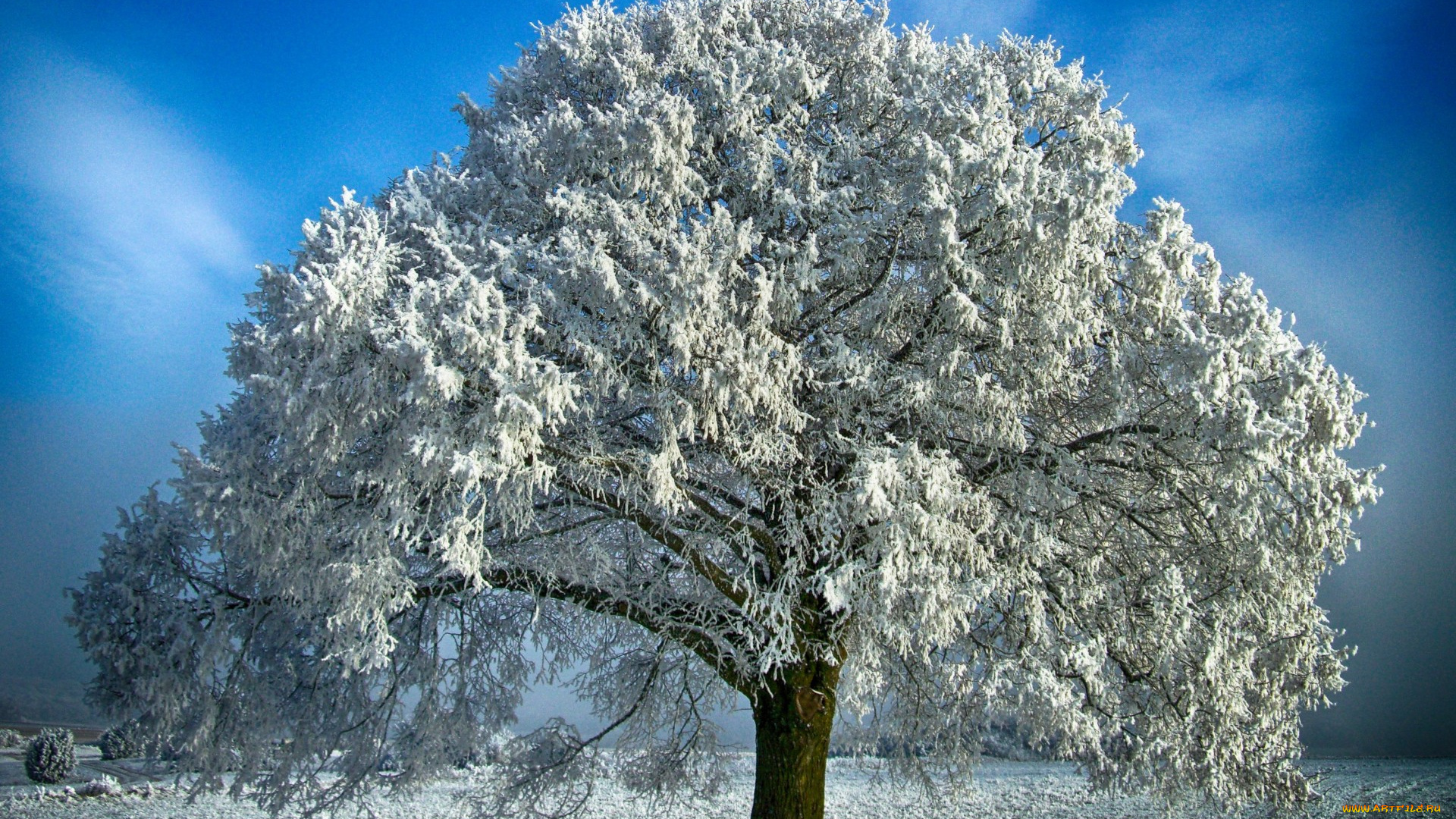природа, зима, снег, дерево