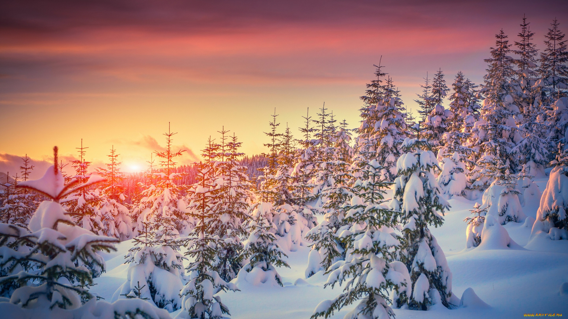 природа, зима, закат, елки, деревья, sunset, tree, snow, nature, winter, снег