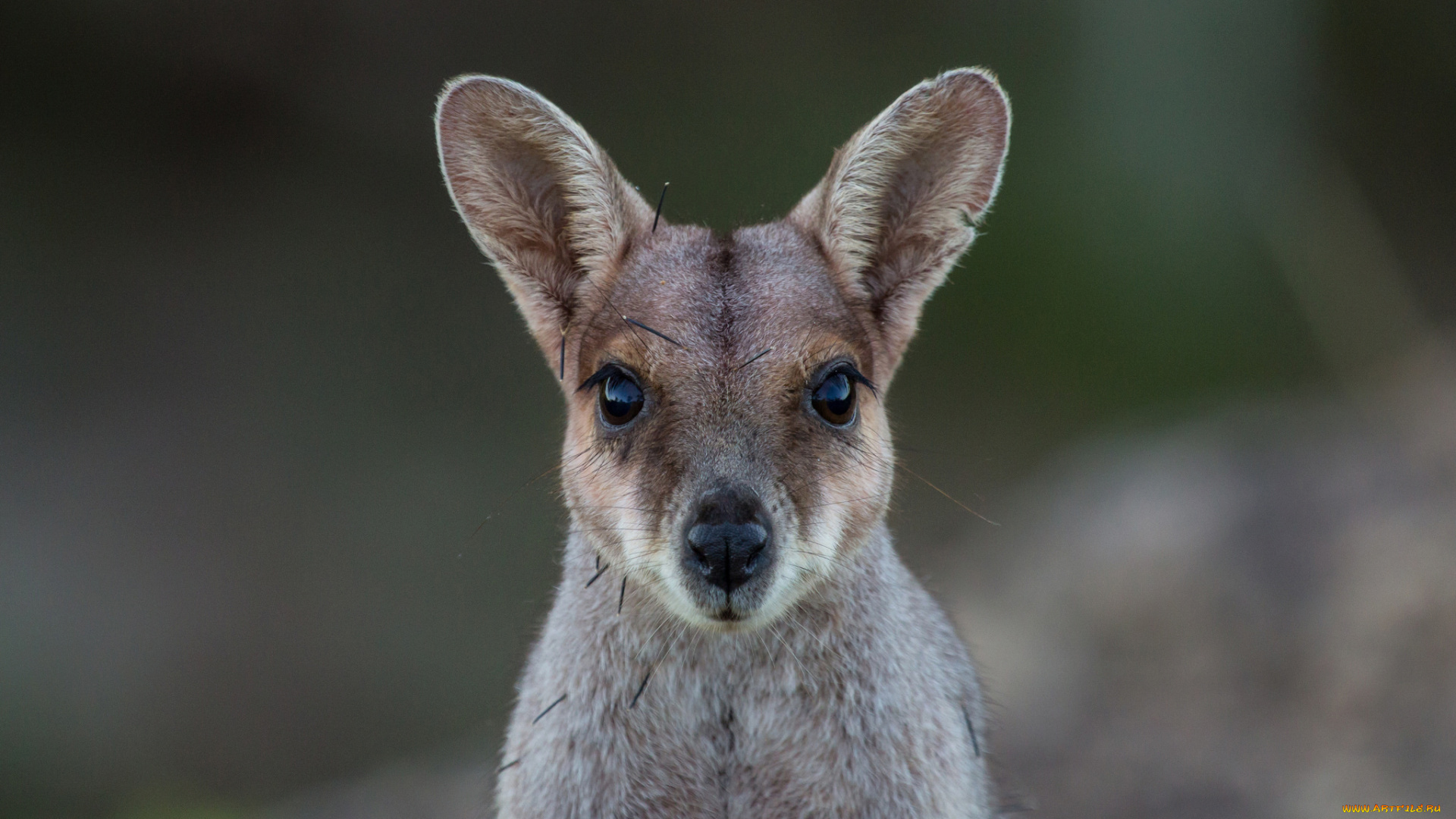животные, кенгуру, взгляд, мордочка