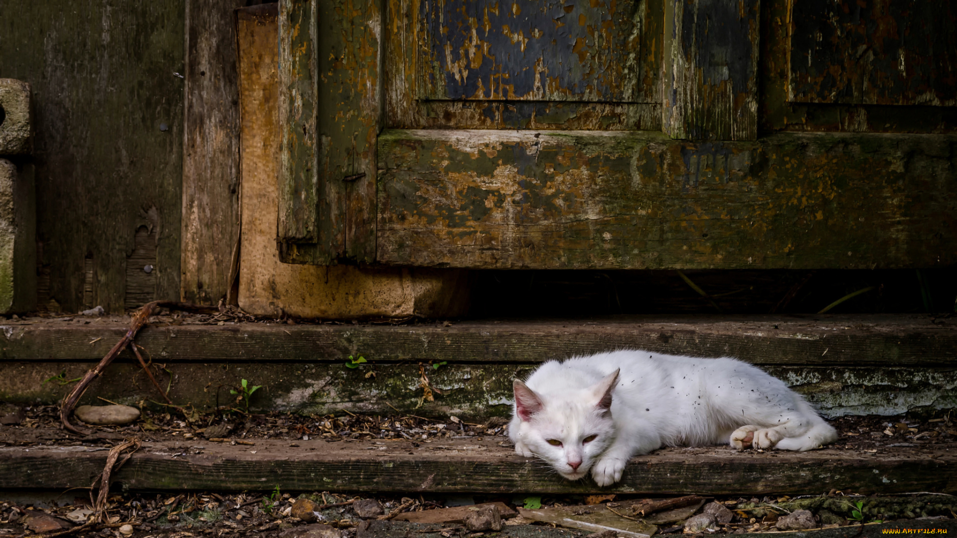 животные, коты, белый, кот, дверь