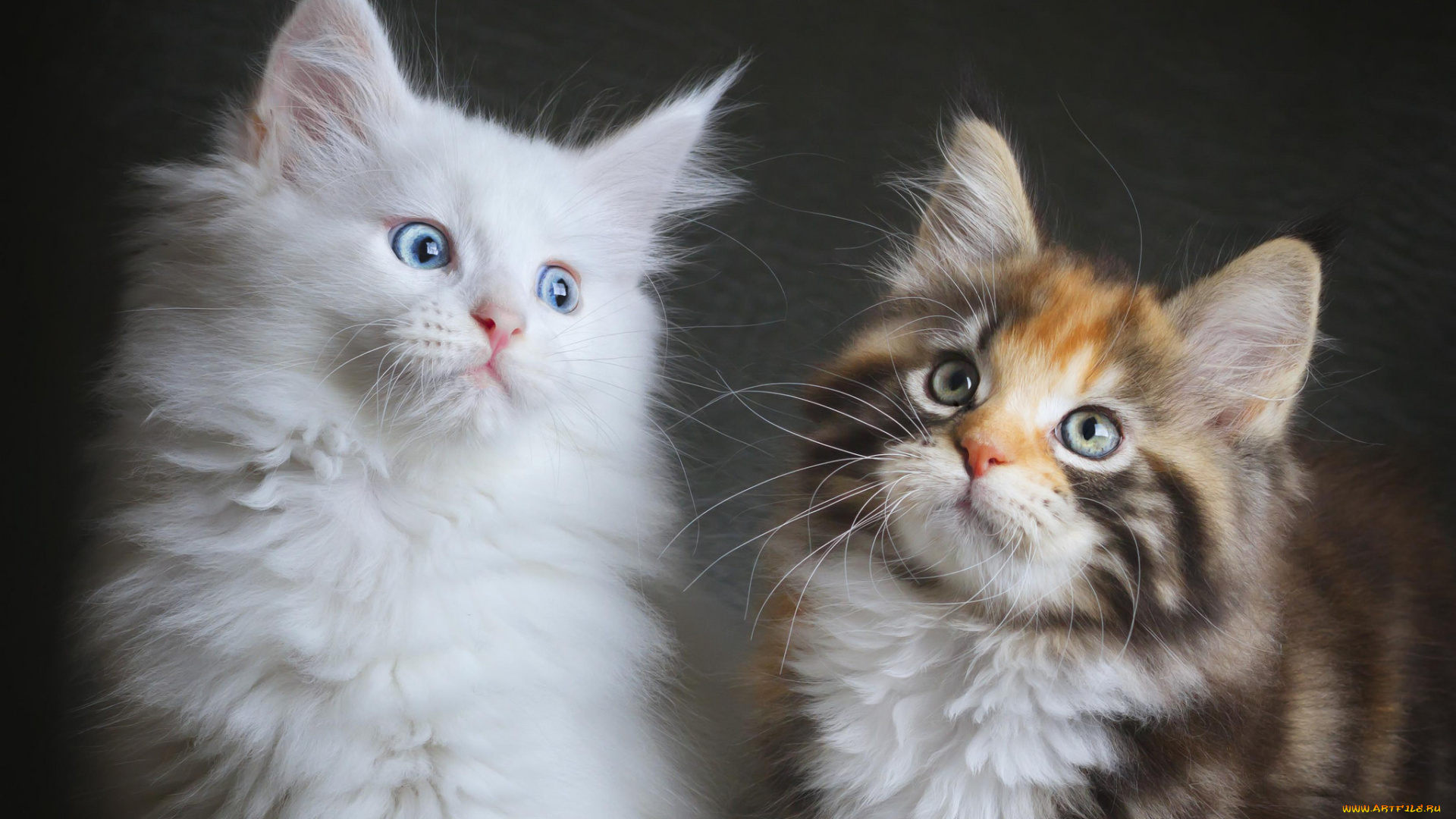 животные, коты, котята, пара, белый, трехцветная