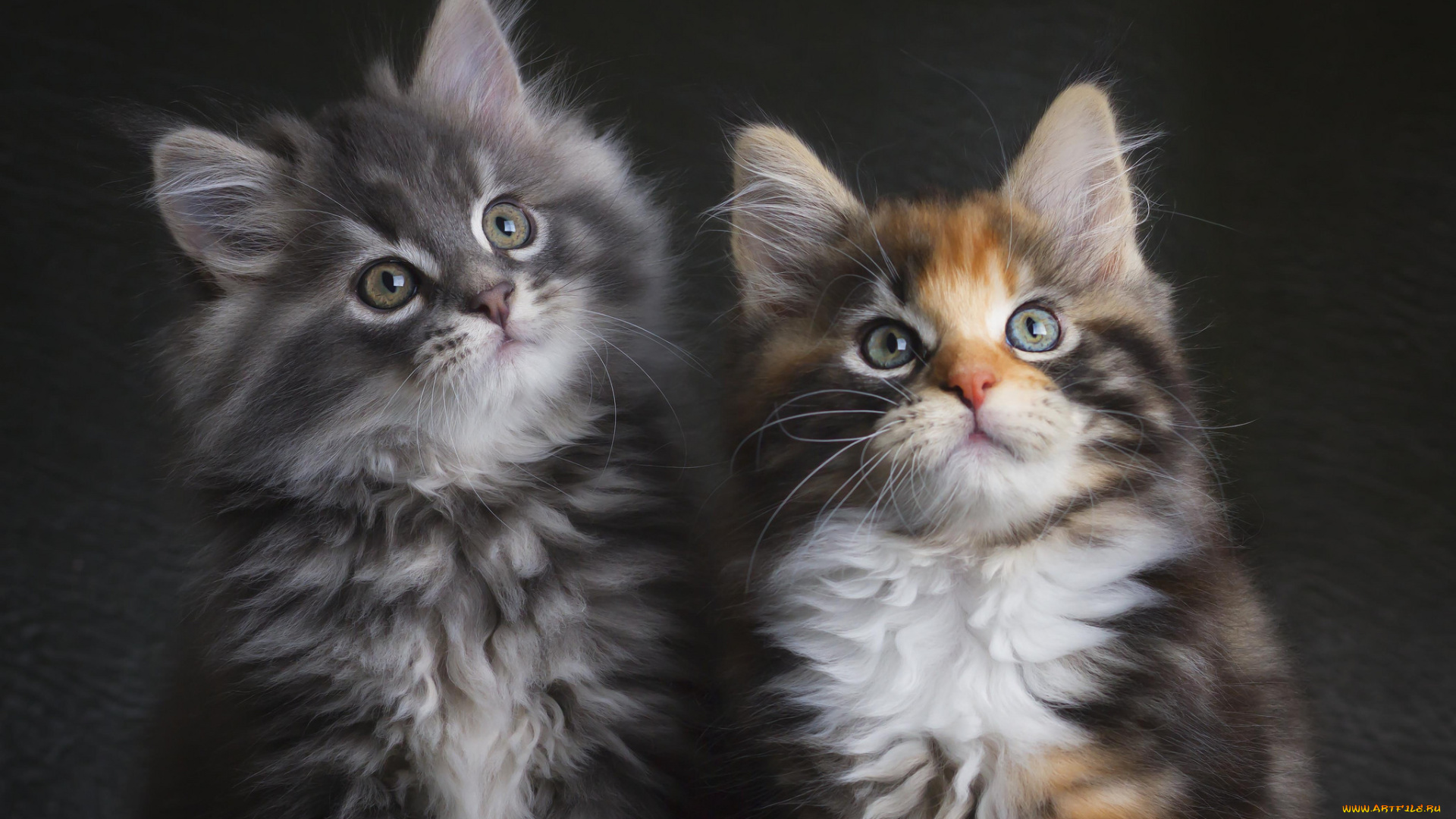 животные, коты, котята, пара, серый, трехцветная