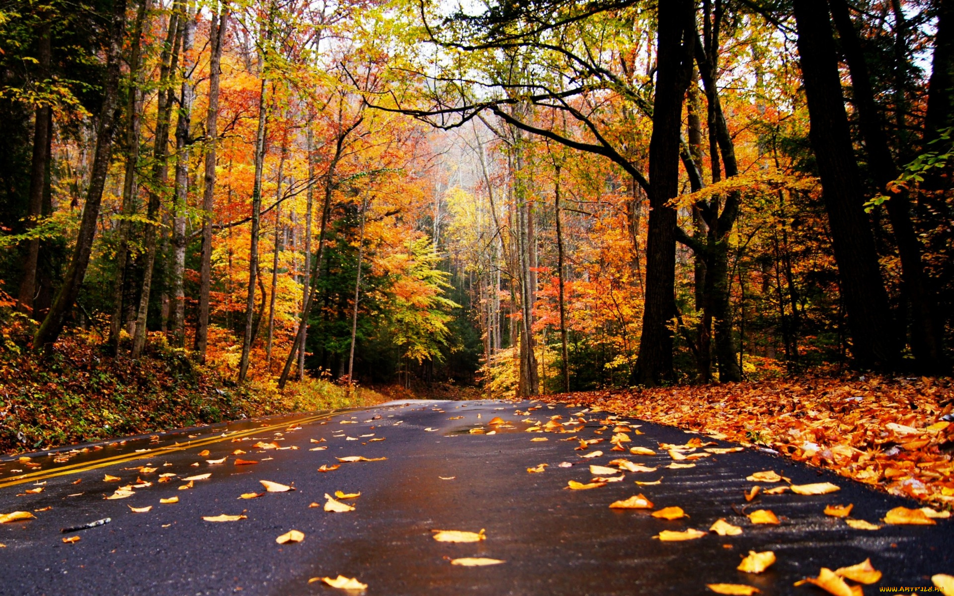 природа, дороги, осень, дорога, лес