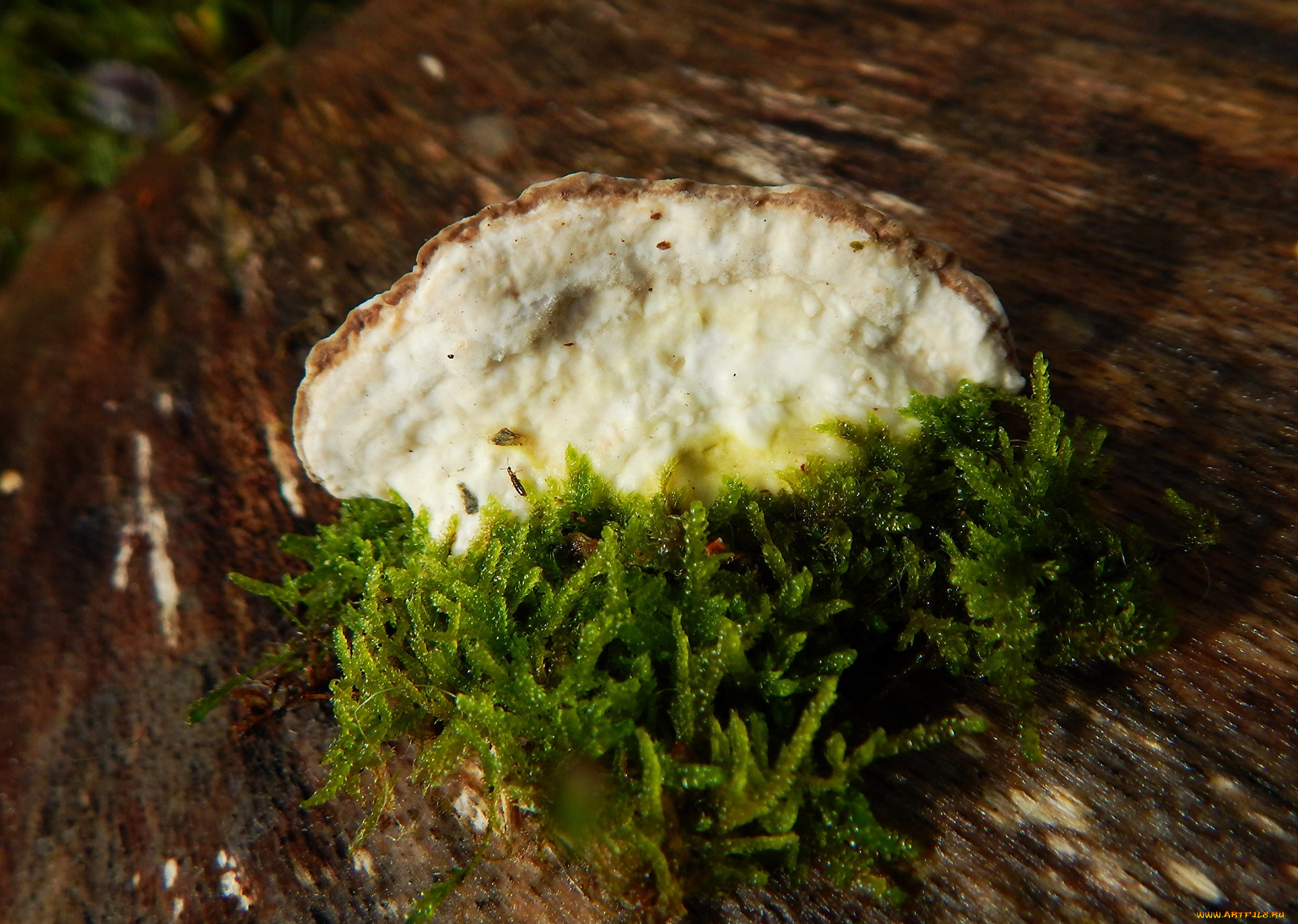 природа, грибы, мох, гриб, кора