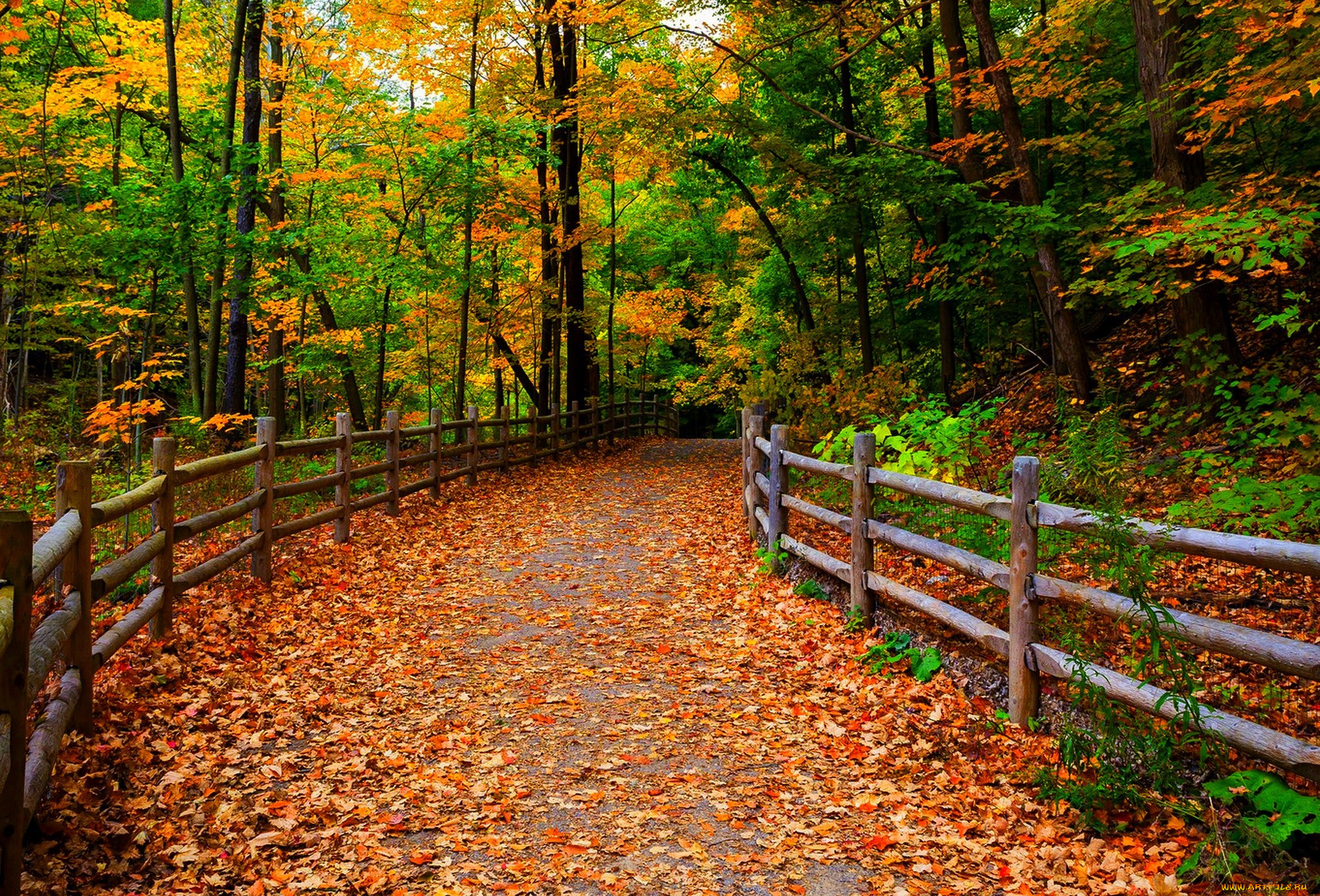 природа, дороги, парк, лес, дорога