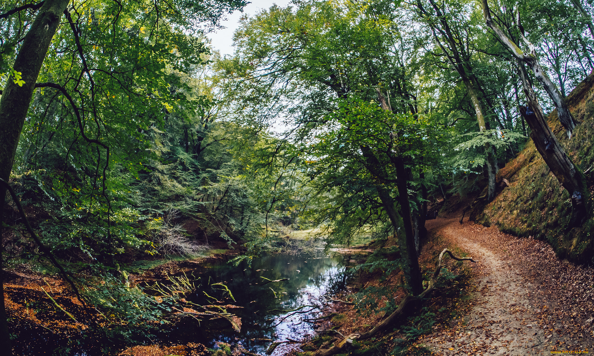 природа, реки, озера, лес, ручей