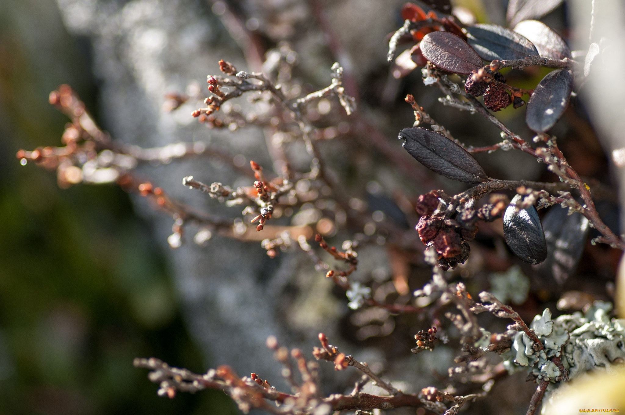 природа, макро, ветки, листья, свет, блики, осень