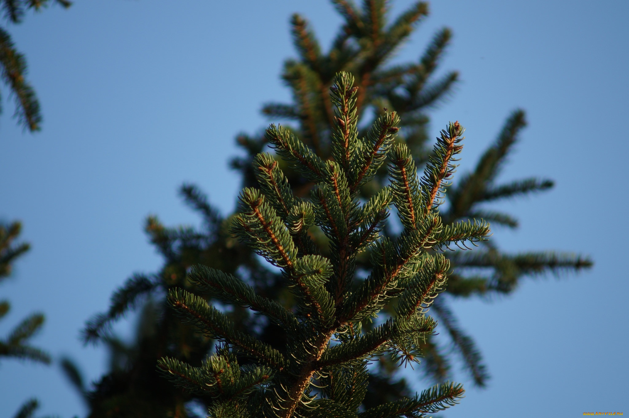 природа, макро, ветка, хвоя, иголки, зеленый, небо