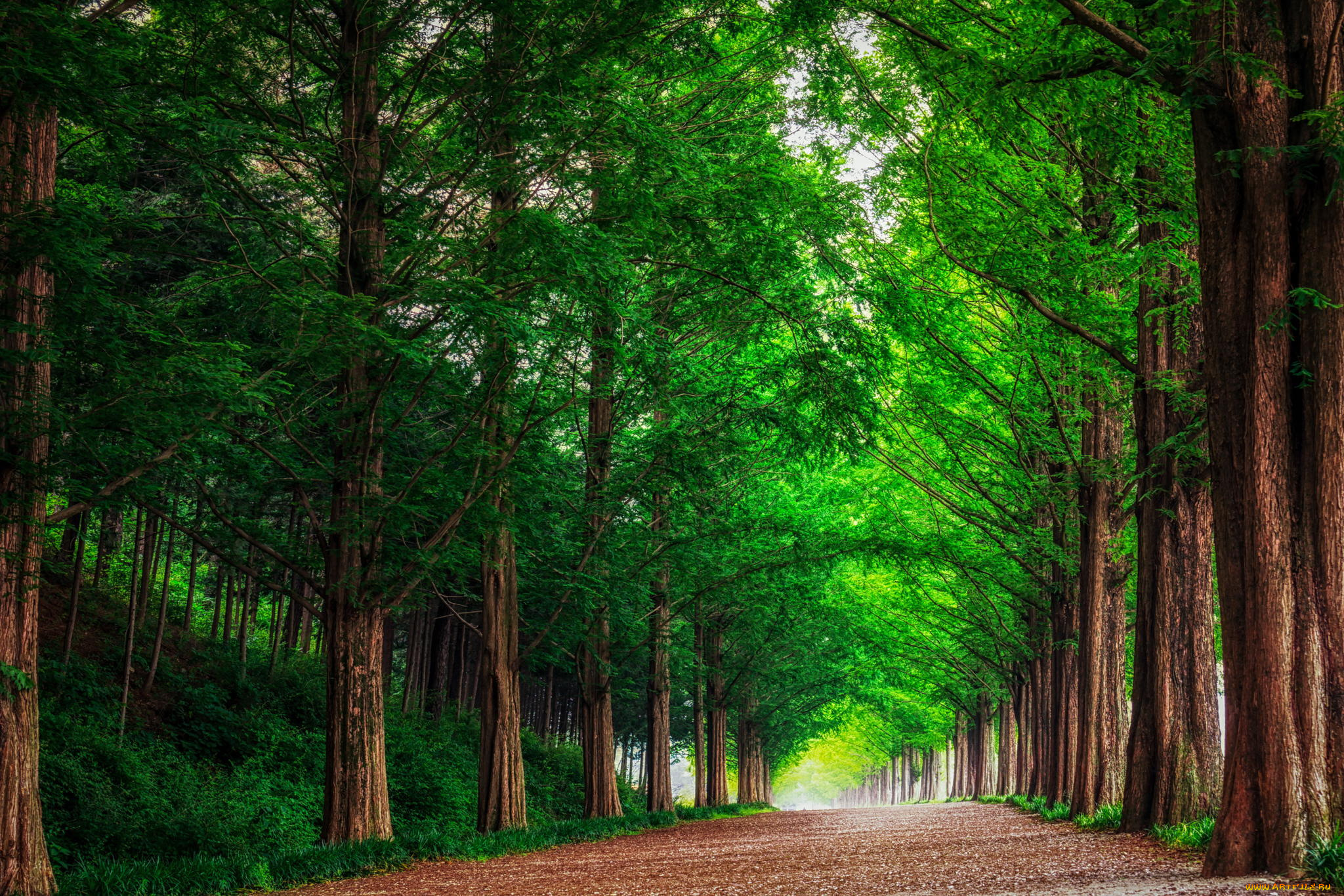 природа, дороги, метасеквоя, деревья, пейзаж, лес, южная, корея, аллея, дорога