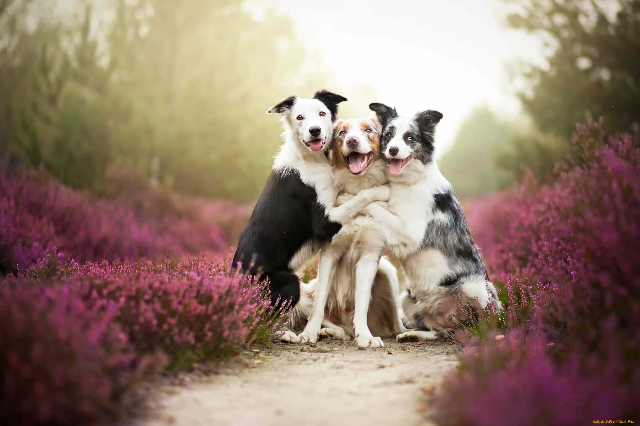 животные, собаки, друзья, border, collies