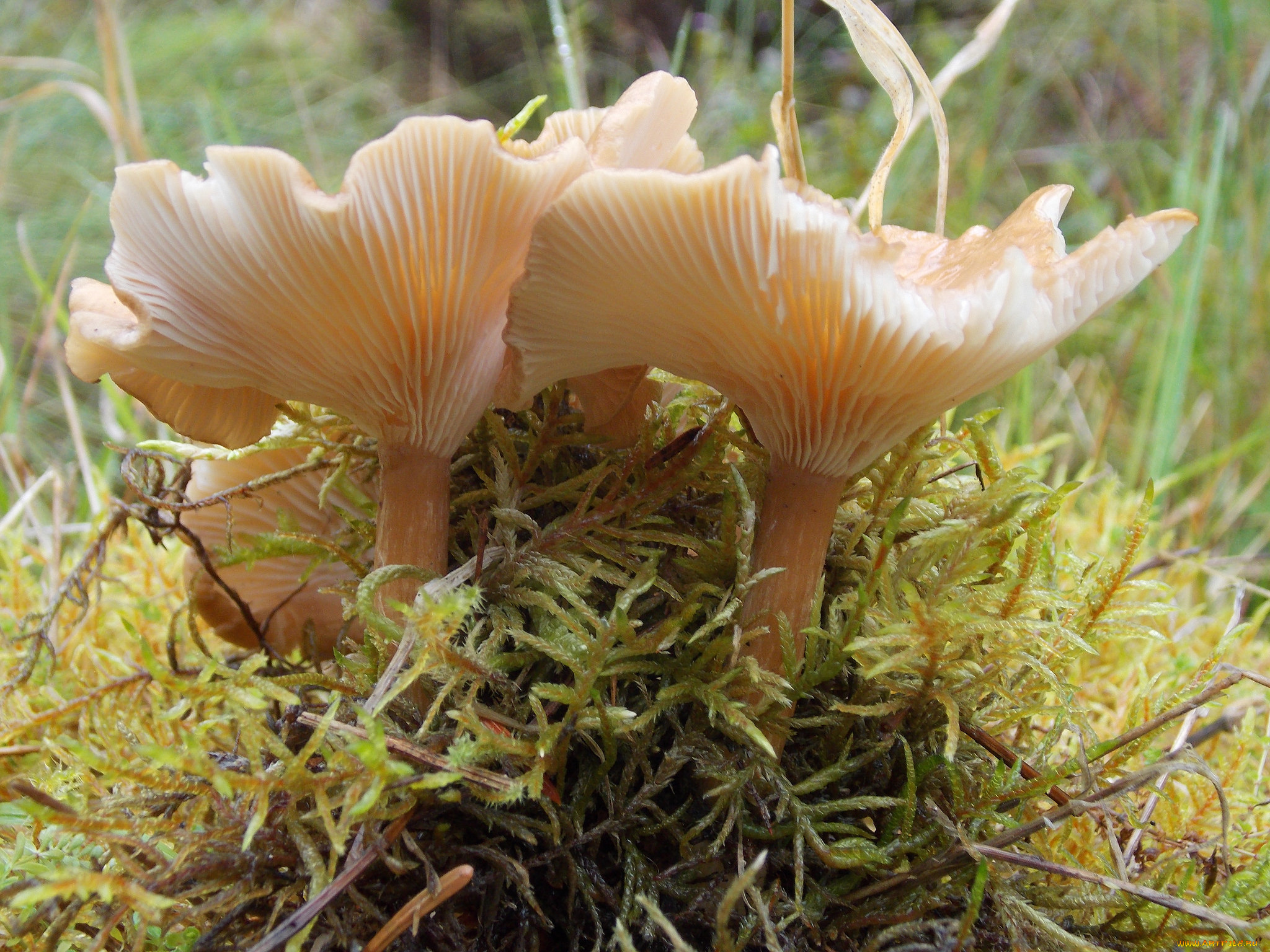 природа, грибы, трава