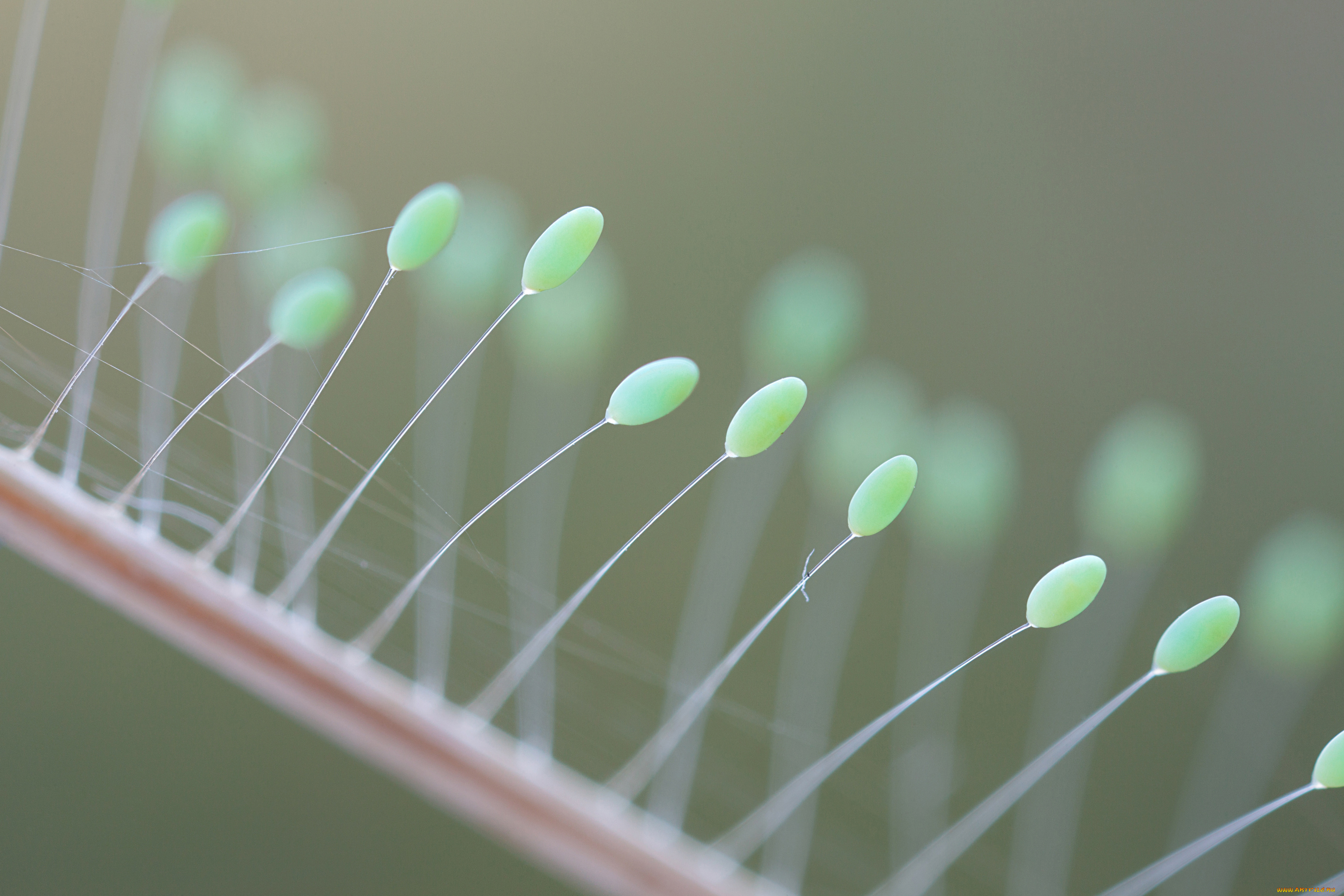 природа, макро, нити, яйца, фон