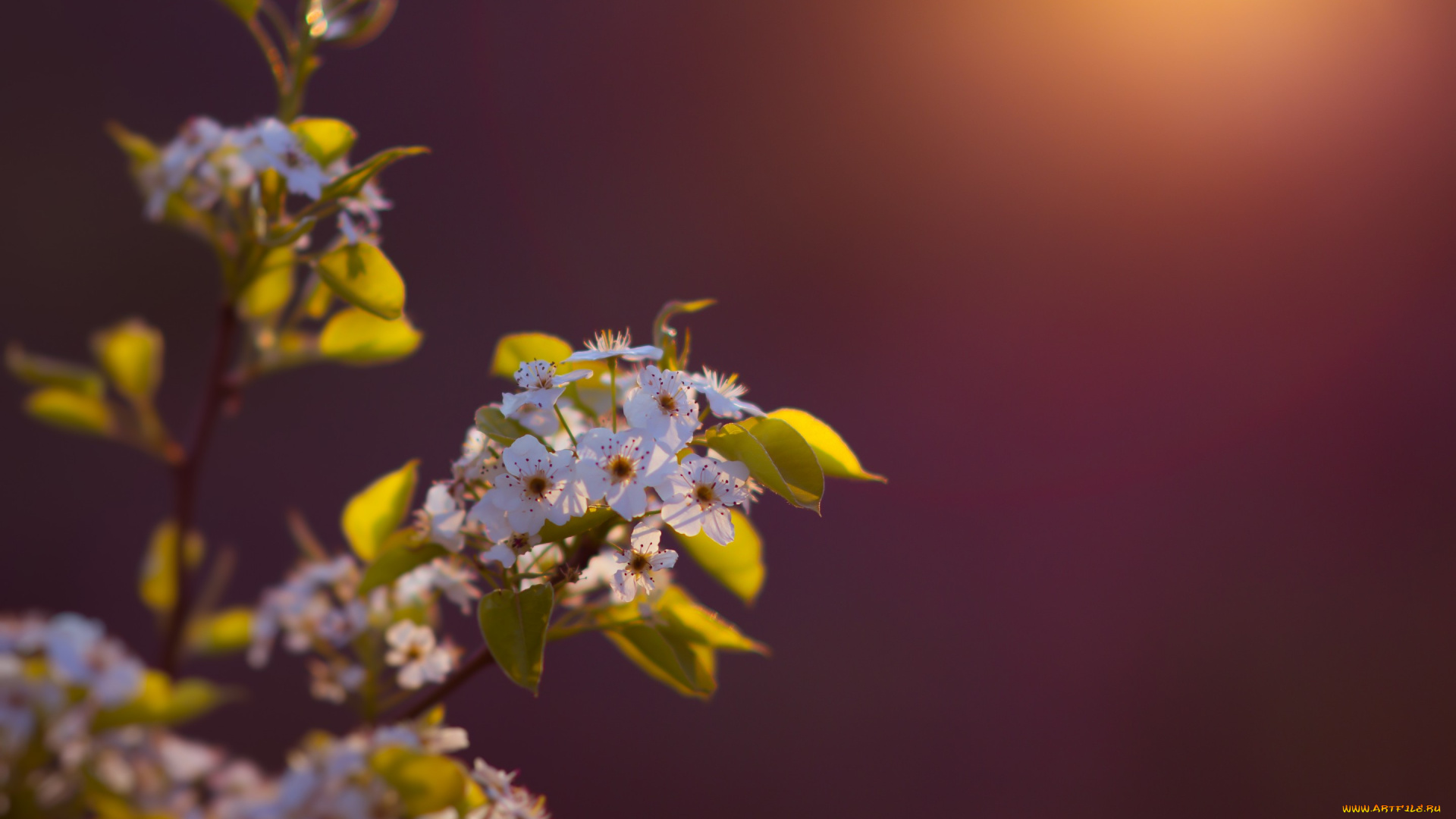 цветы, цветущие, деревья, , , кустарники, природа, свет, ветка