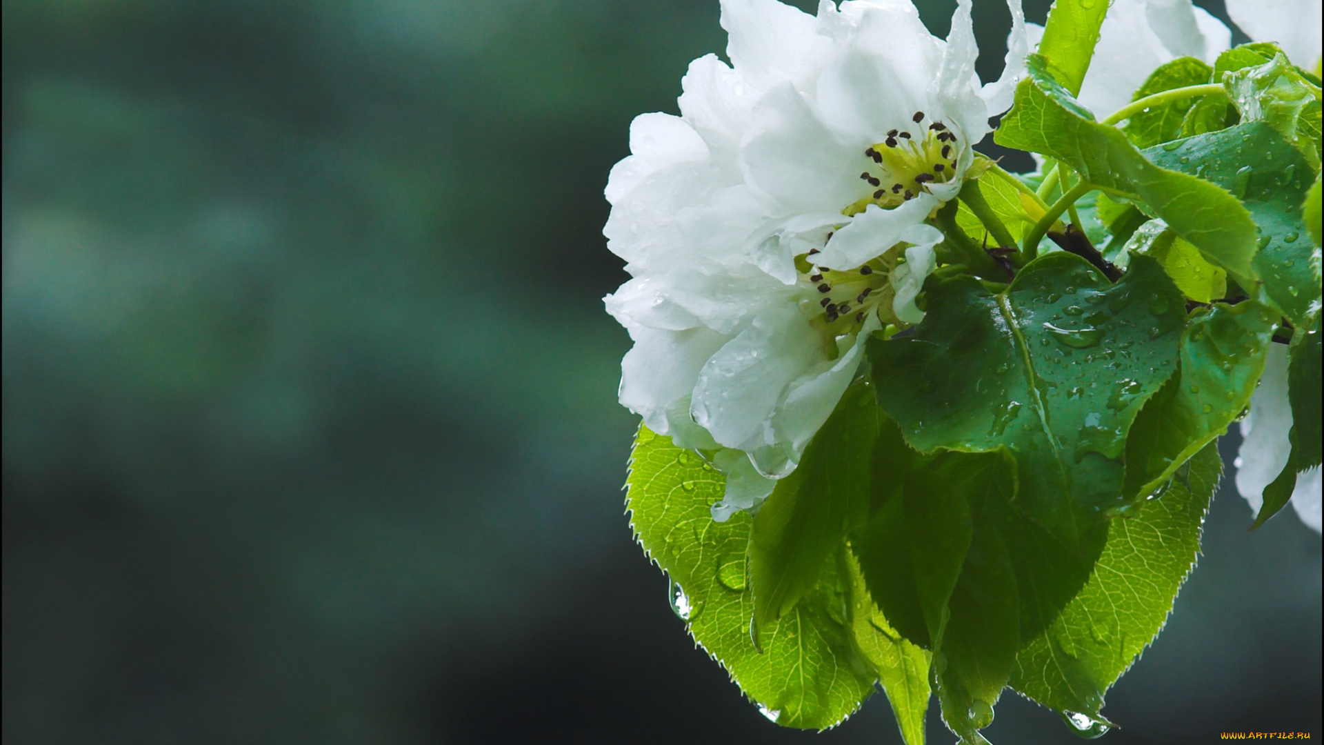 цветы, цветущие, деревья, , , кустарники, яблоня, макро, весна