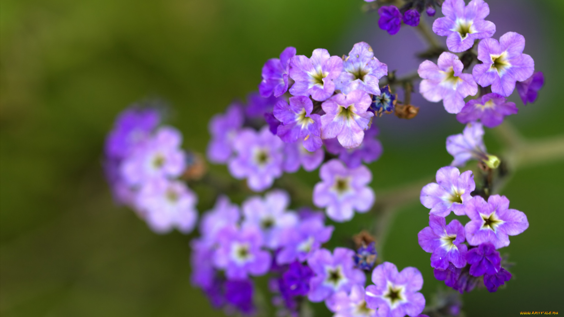 цветы, незабудки, размытость, макро, лепестки, сиреневые