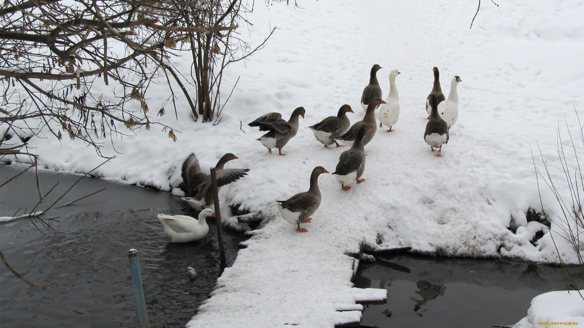 животные, гуси, стая, водоем, снег, зима