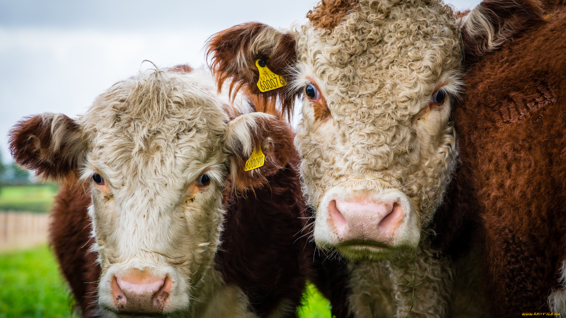 животные, коровы, , буйволы, кучерявые, портрет