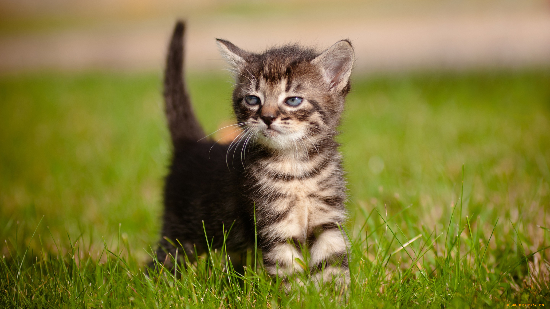 животные, коты, трава, малыш, котёнок