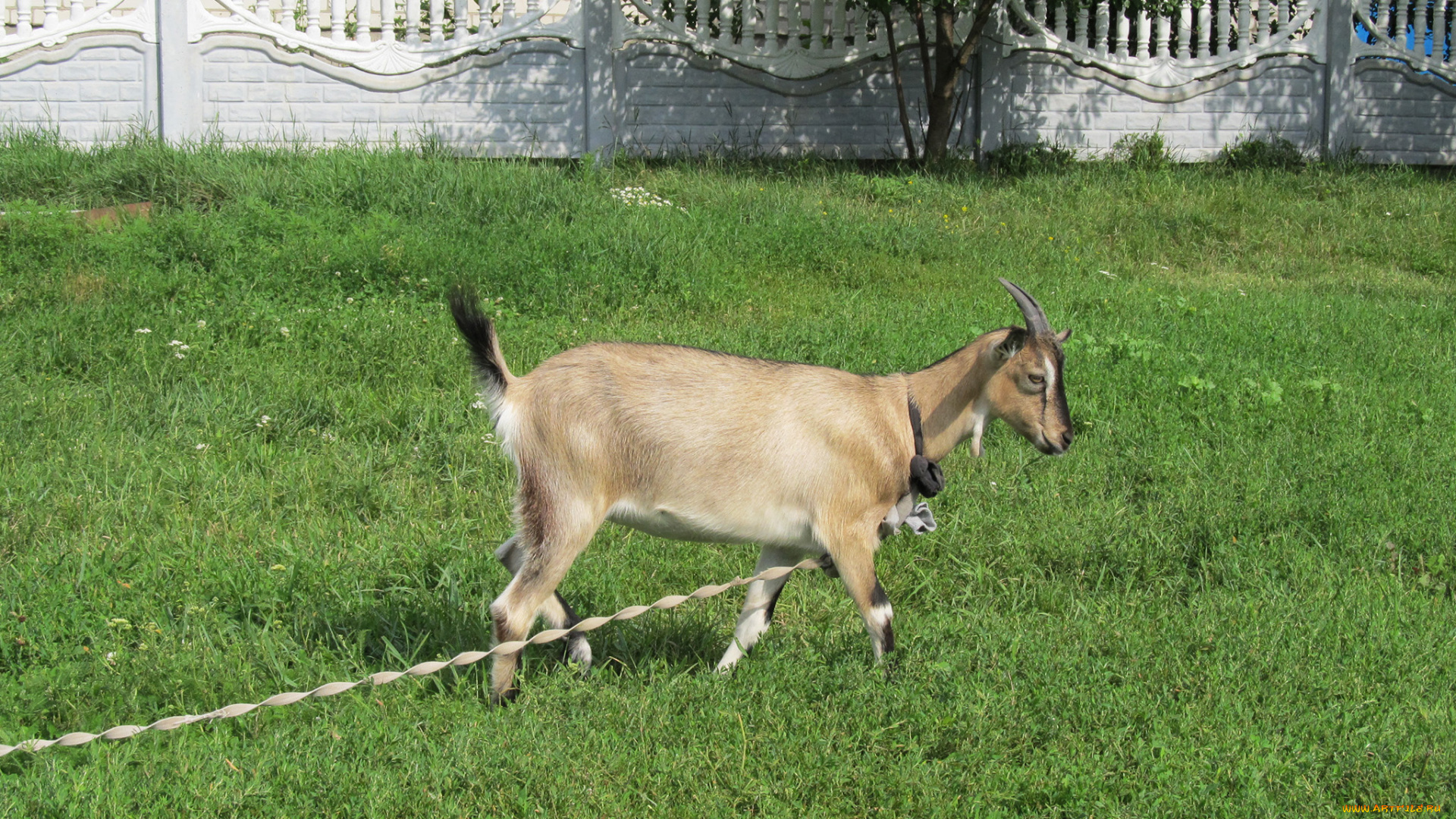 животные, козы, коза, зелень, лужайка
