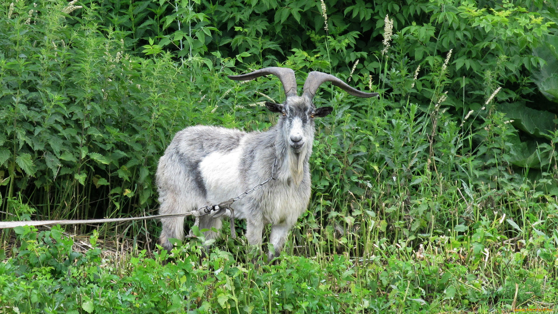 животные, козы, рога, серый, козел, зелень