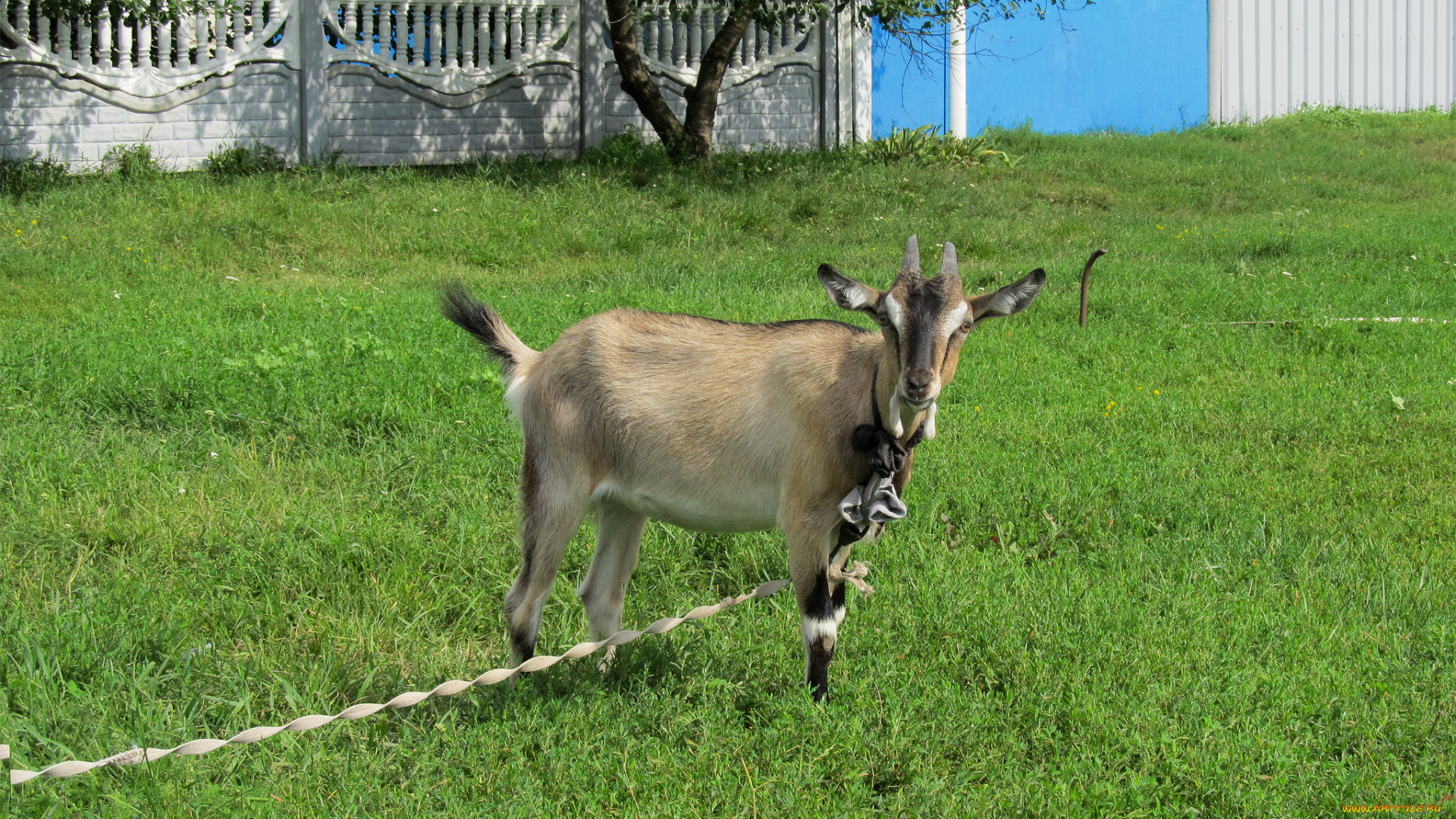 животные, козы, зелень, лужайка, коза