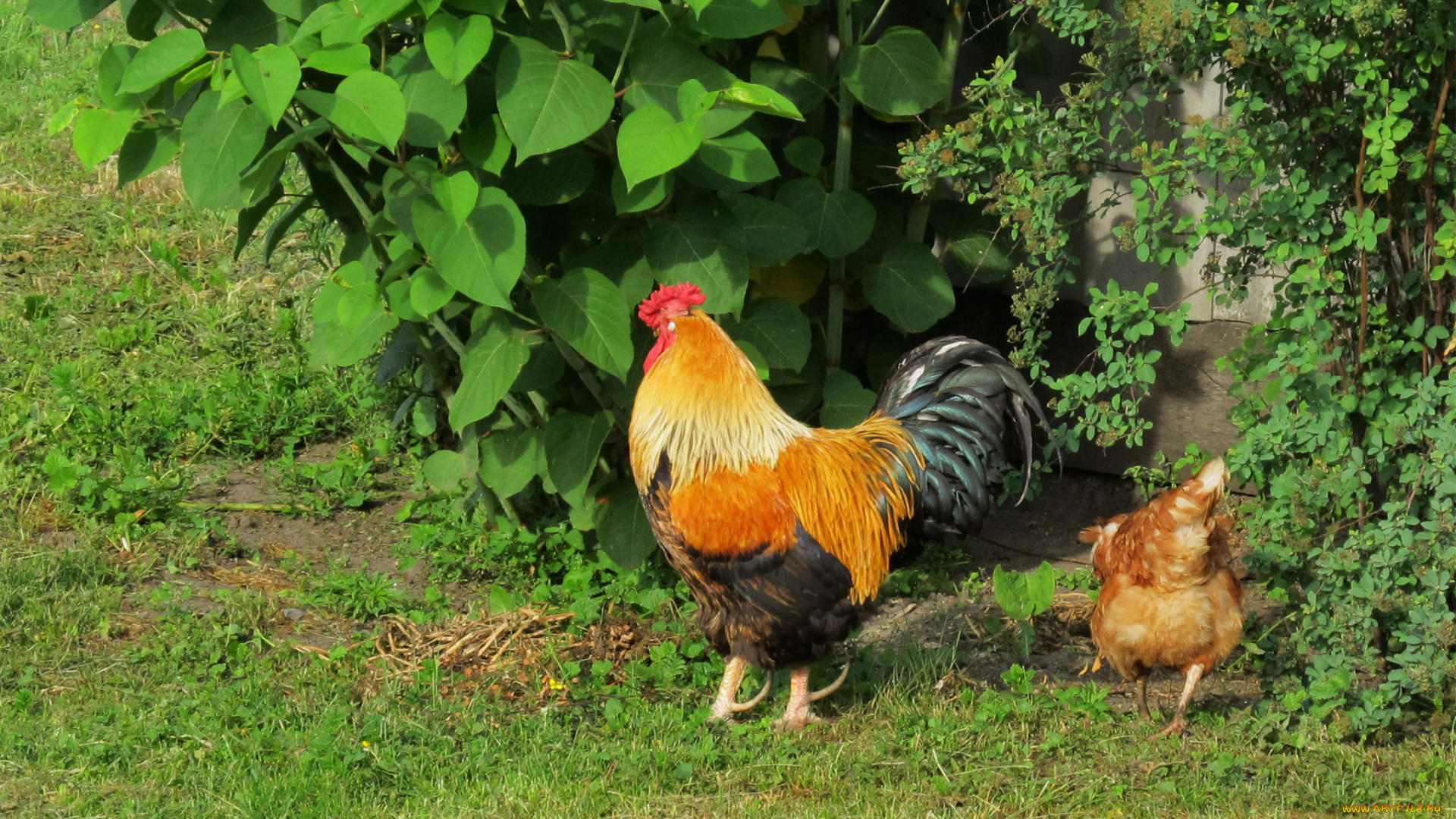 животные, куры, , петухи, петух, яркие, краски, зелень