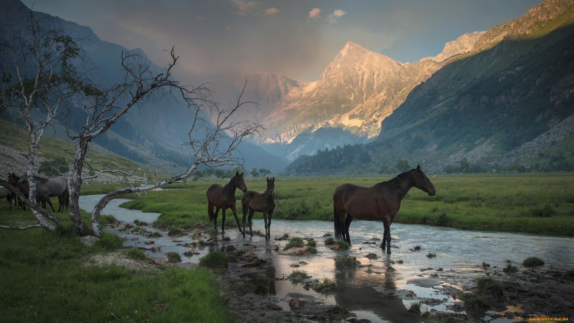животные, лошади, дерево, трава, ручей, дымка, долина, ущелье, горы, водопой, кони