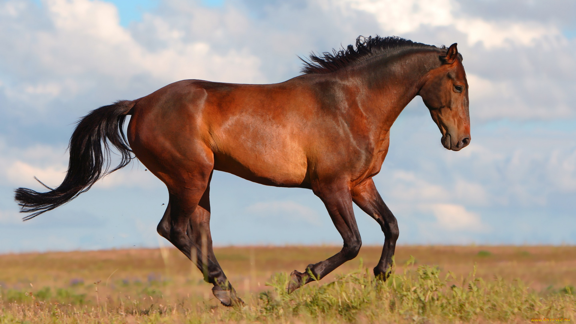 животные, лошади, поле, коричневый, конь, лошадь, небо, лето