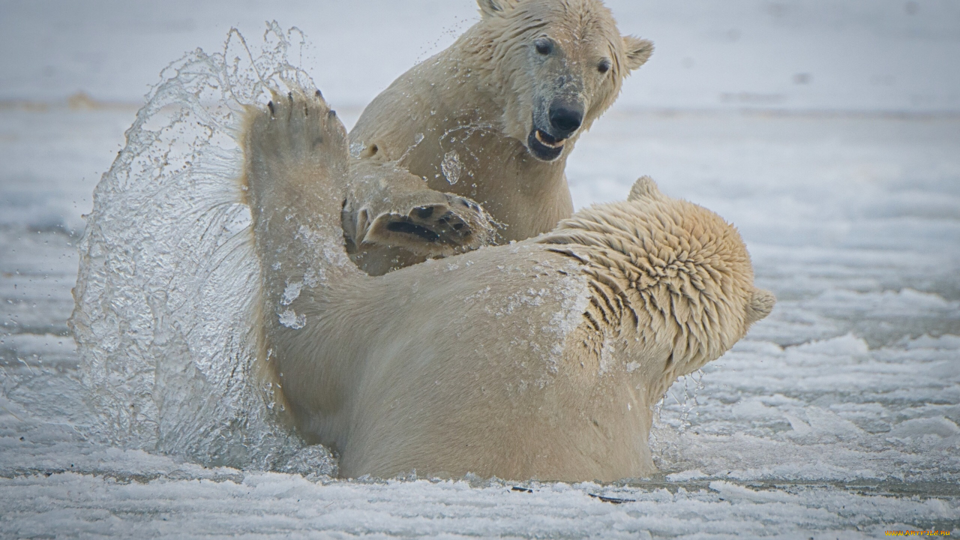 животные, медведи, arctic, national, wildlife, refuge, alaska, национальный, арктический, заповедник, аляска, белые, спарринг, брызги