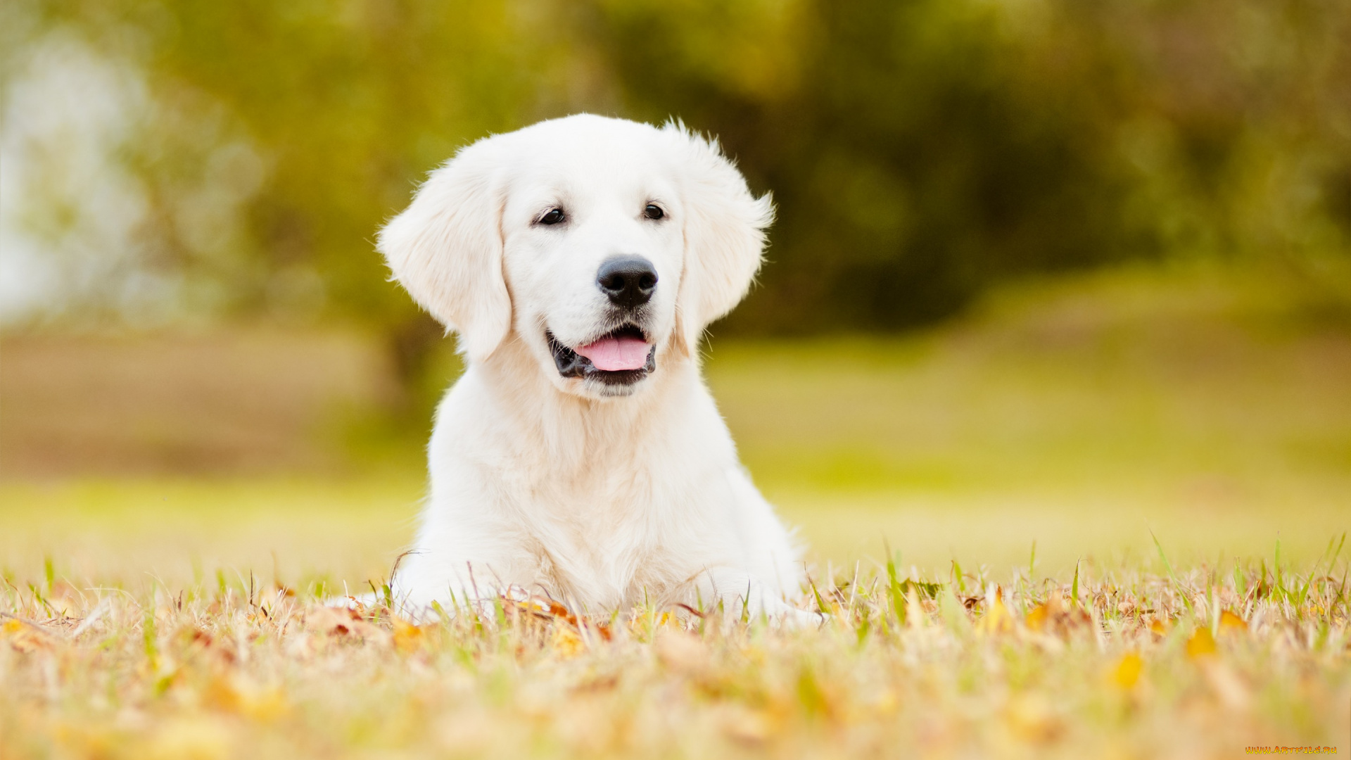 животные, собаки, боке, лужайка, собака