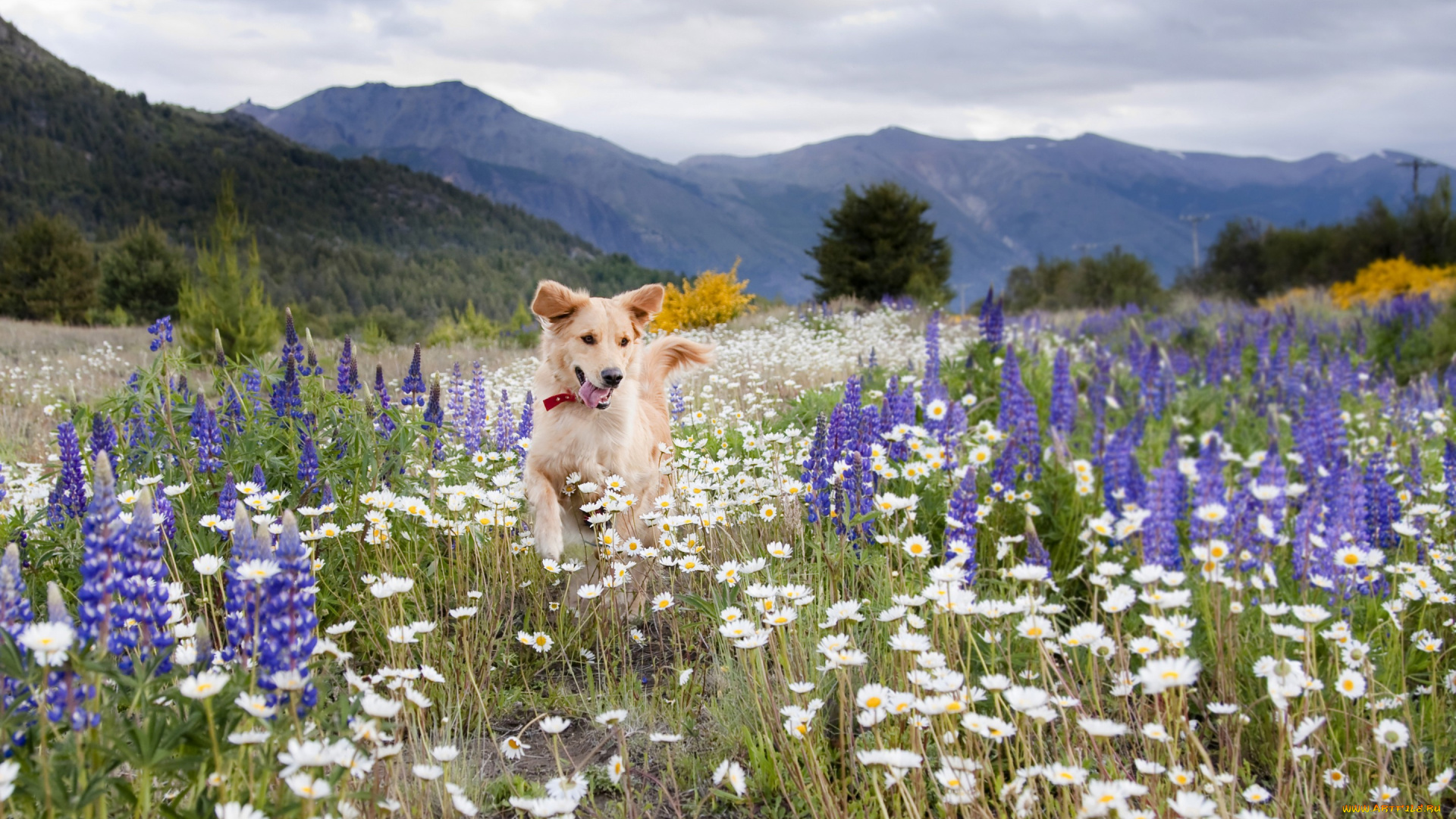 животные, собаки, цветы, поле, луг, собака, лето, горы, ромашки, люпины