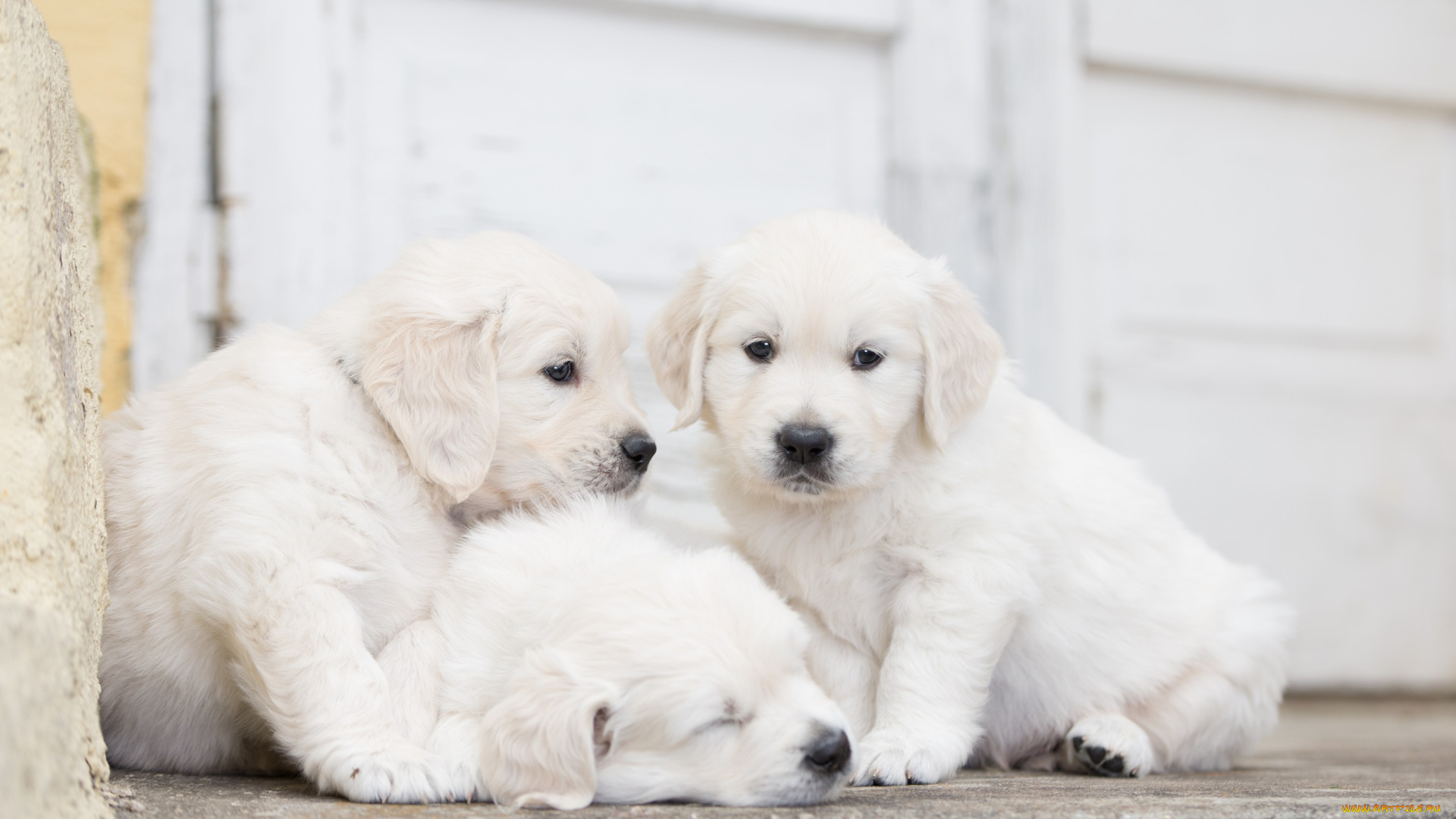 животные, собаки, трио, троица, щенки