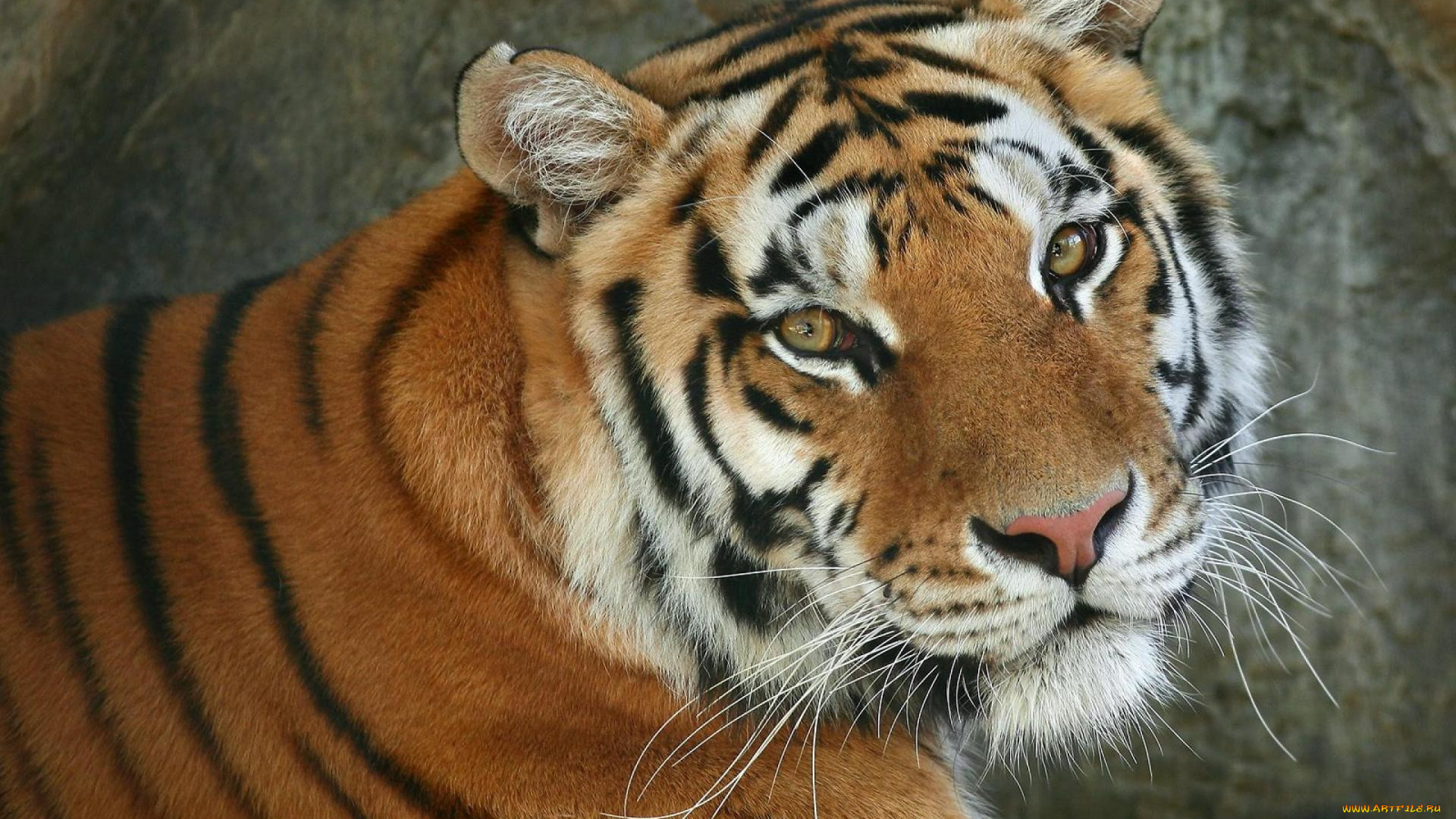 животные, тигры, тигр, взгляд