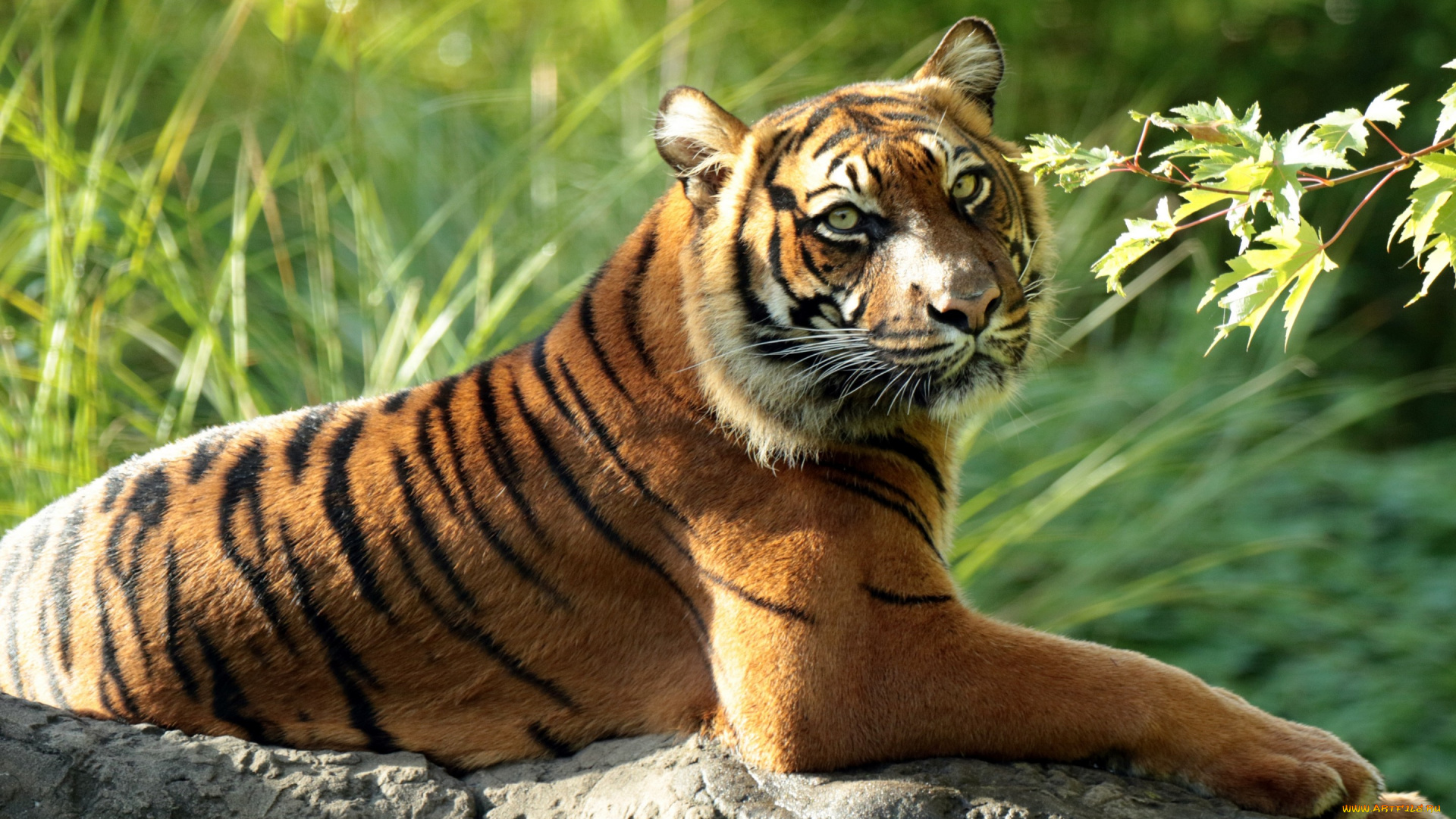 животные, тигры, ветка, дикая, кошка, хищник, тигр, суматранский