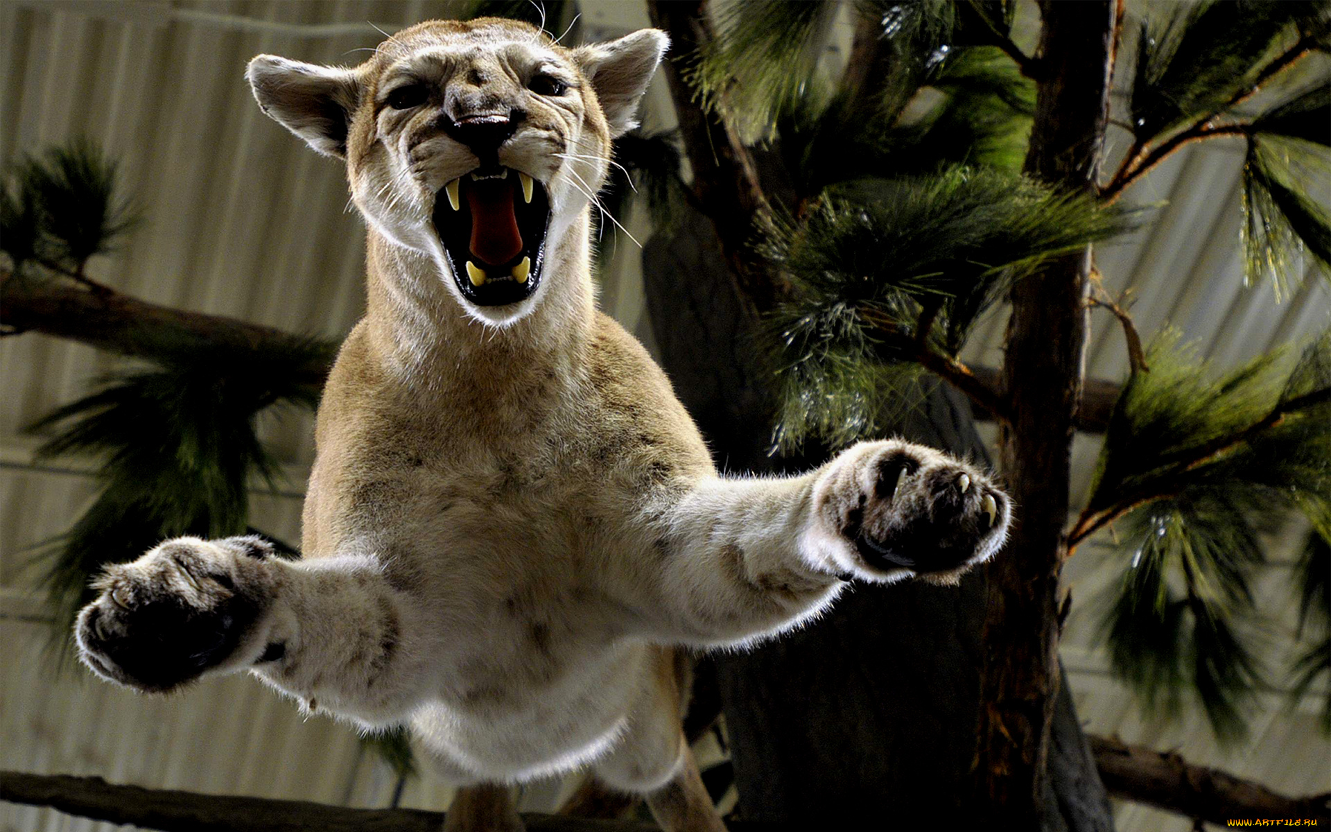 животные, -, другое, animal, jump