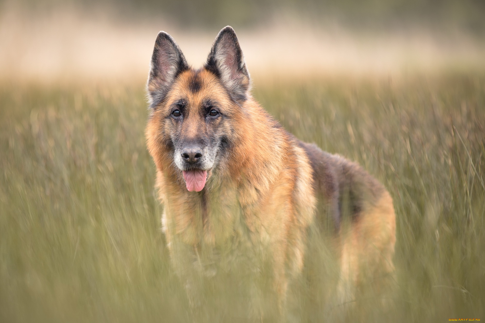 животные, собаки, друг, взгляд, собака