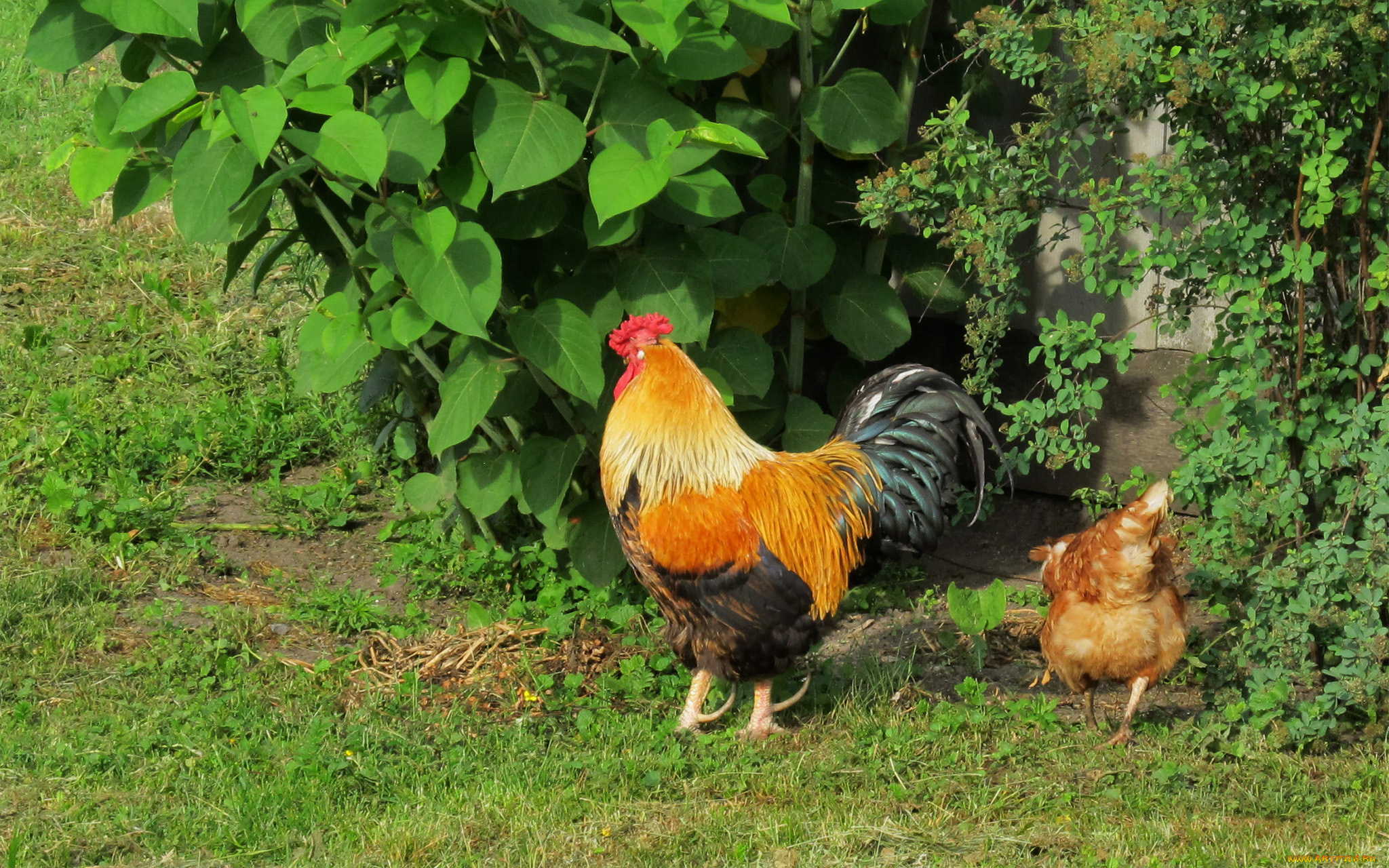 животные, куры, , петухи, петух, яркие, краски, зелень