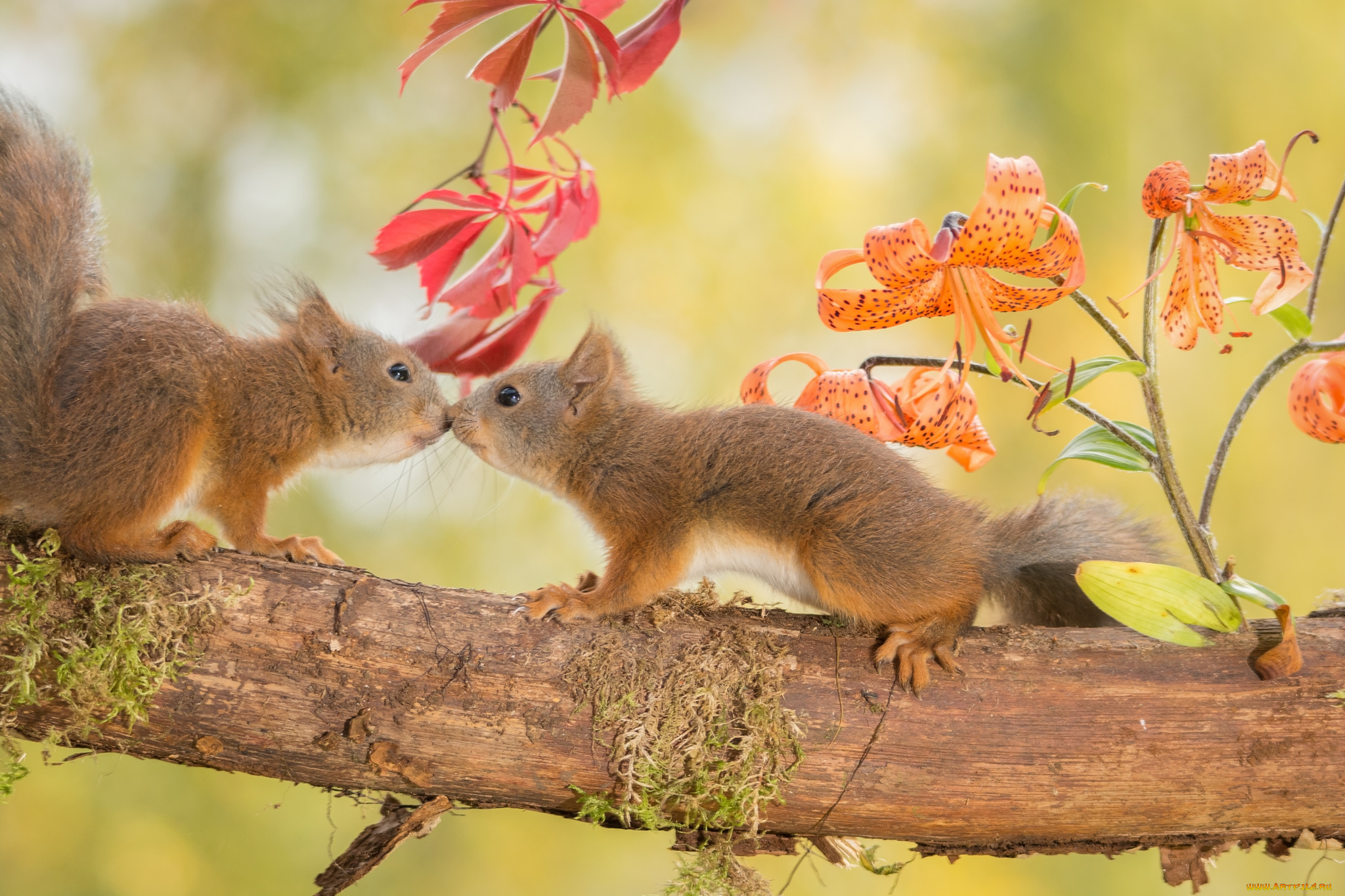 животные, белки, цветы, грызуны, лилии, дерево, ветка, осень, пара, природа