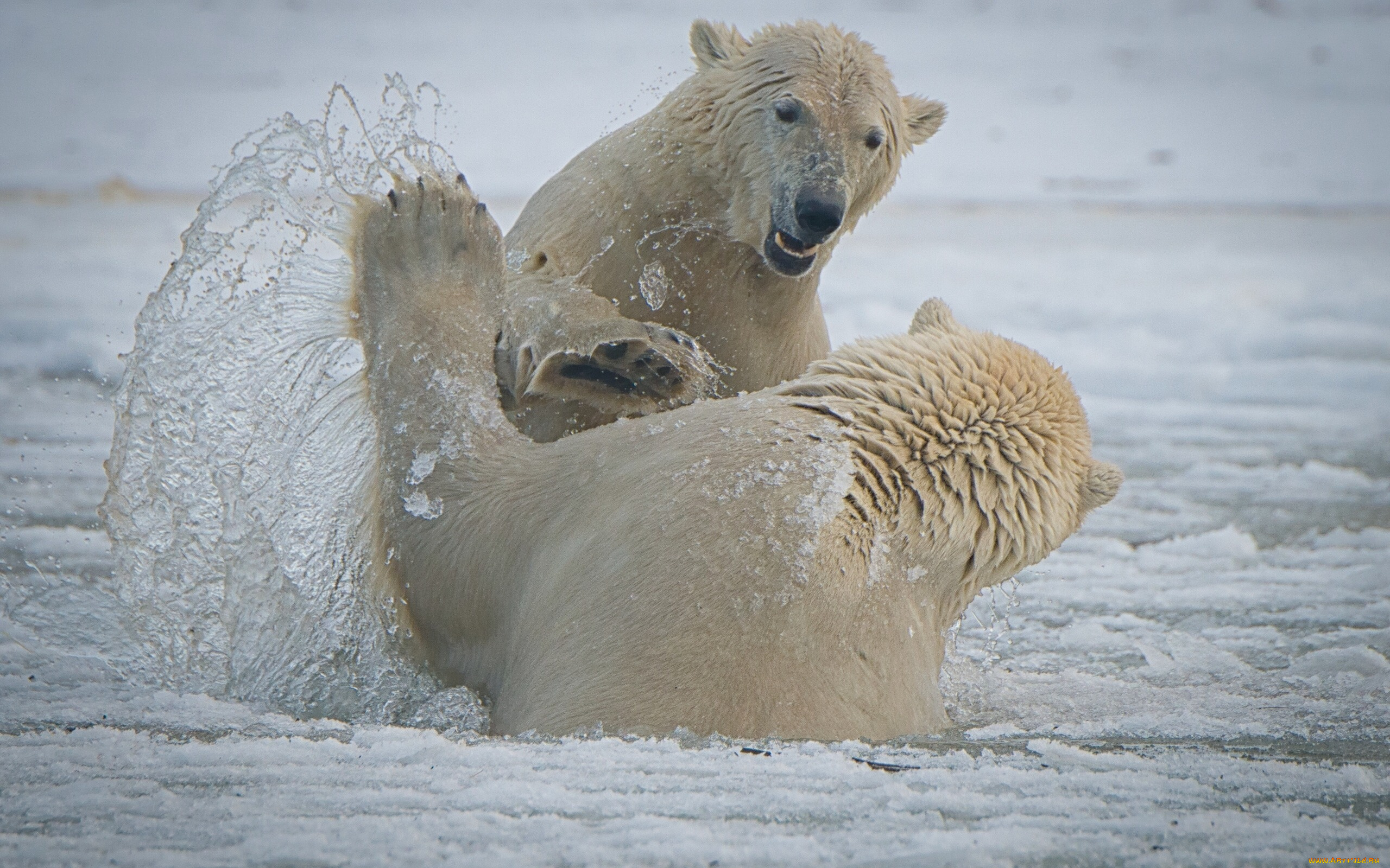 животные, медведи, arctic, national, wildlife, refuge, alaska, национальный, арктический, заповедник, аляска, белые, спарринг, брызги