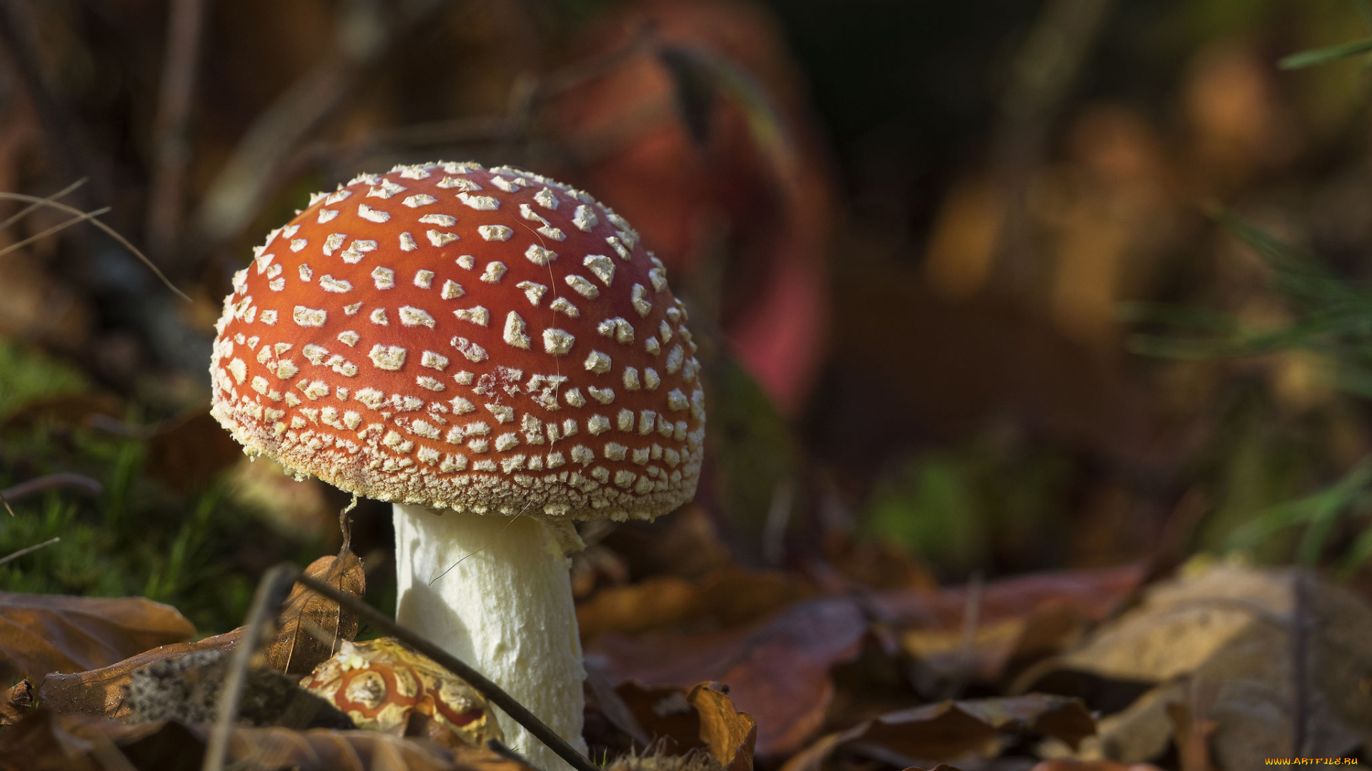 природа, грибы, , мухомор, грибочек