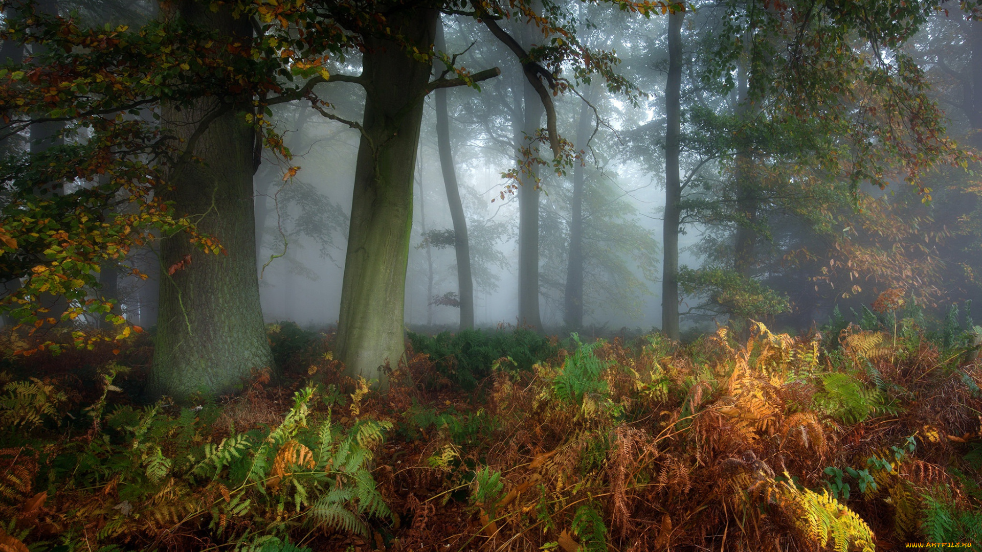 природа, лес, туман