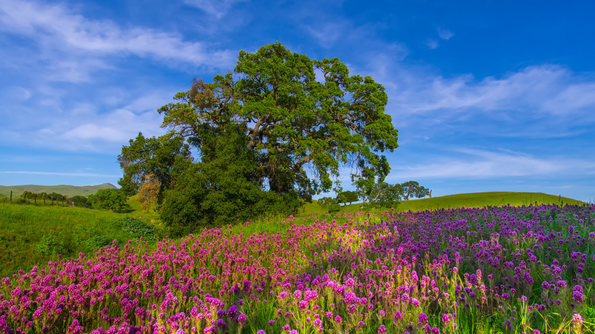 природа, луга, простор